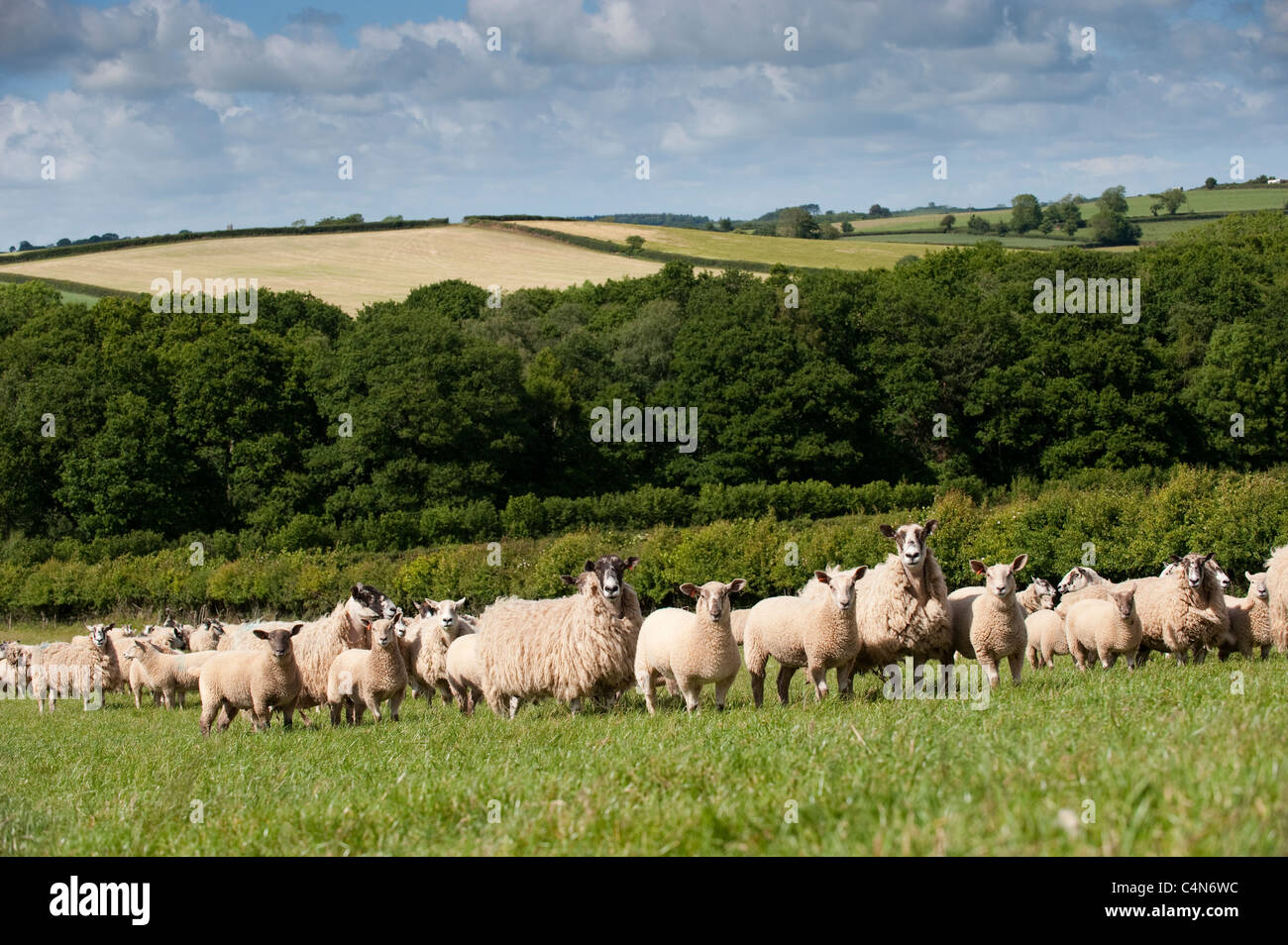 Maultier Mutterschafe in Devon Landschaft mit Lämmer gezeugt von Charollais ram Stockfoto