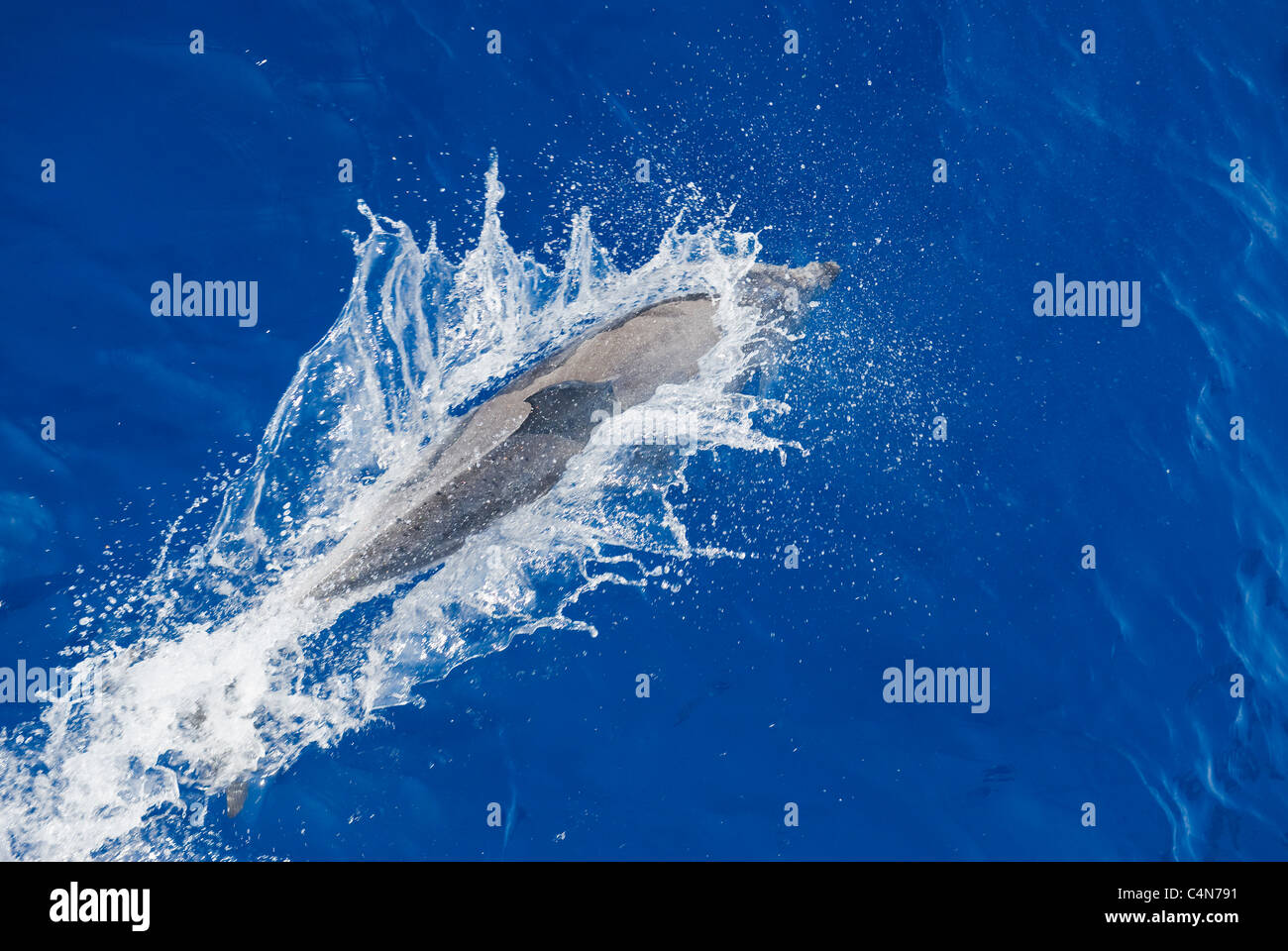 Gemeiner Delfin (Delphinus Delphis) auftauchen, Madeira, Atlantik Stockfoto