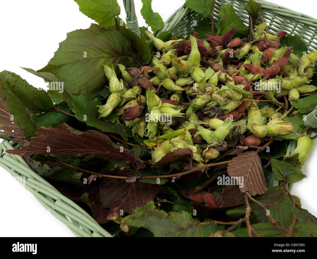 Cobb Muttern In Trug kommen im August/September Zeit Stockfoto