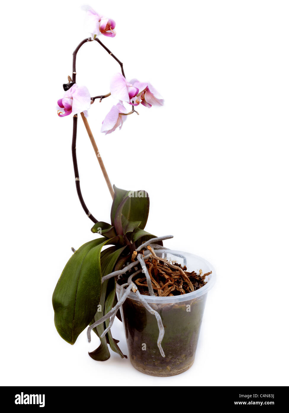 Phalaenopsis Orchideen brauchen Umtopfen Stockfoto