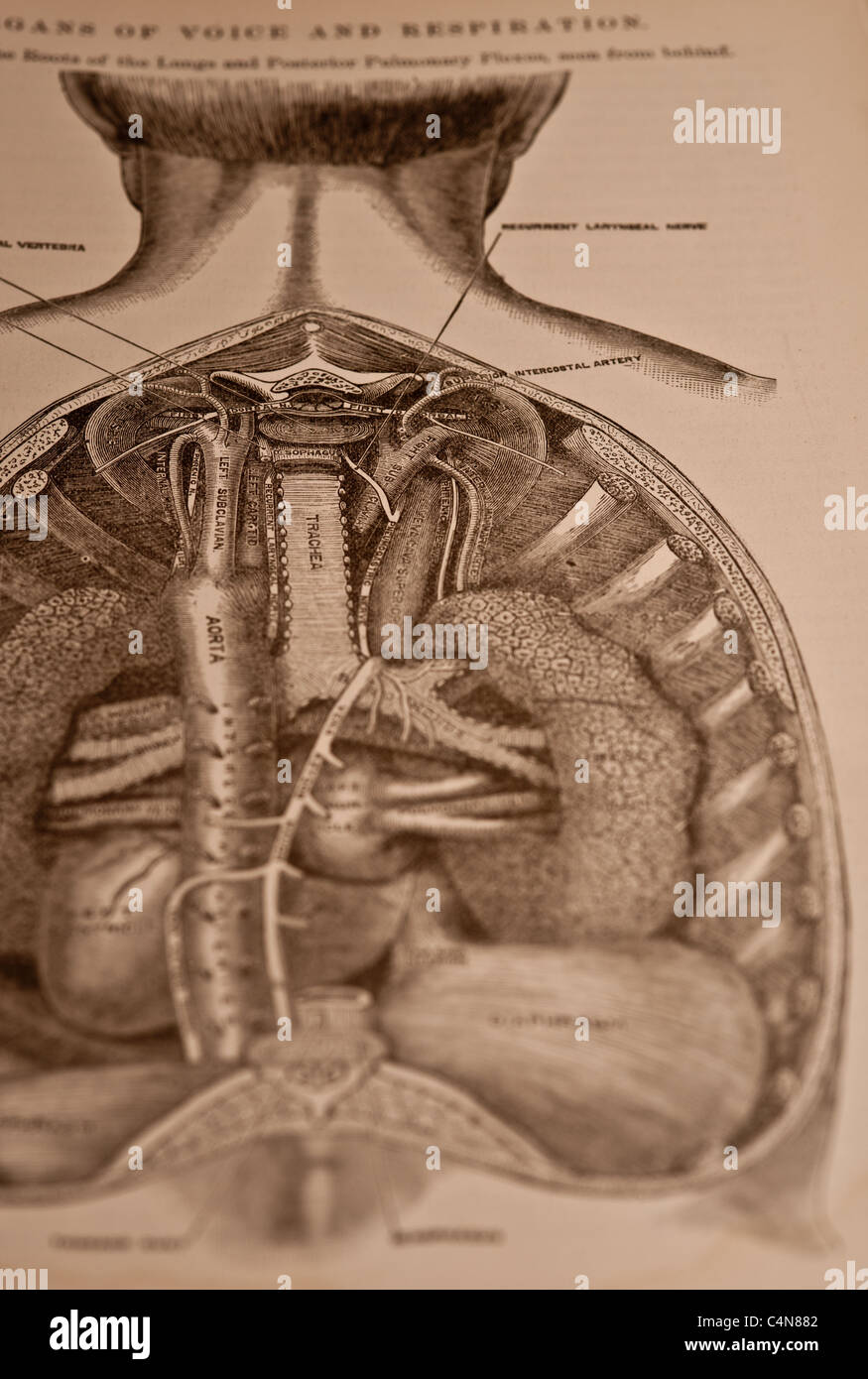 Anatomie anschaulich und chirurgische Copyright 1883 Grays Anatomie Henry Gray Stockfoto