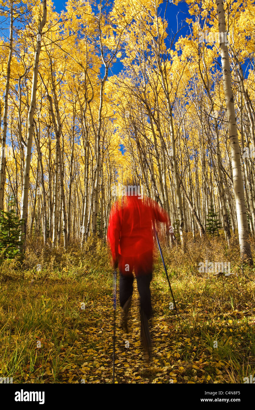 Applying männlichen Wanderer laufen auf Trail im Herbst, Banff Nationalpark, Alberta, Kanada. Stockfoto