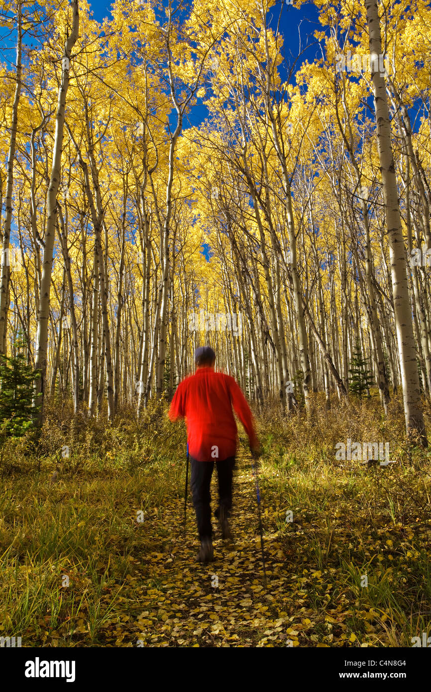 Applying männlichen Wanderer laufen auf Trail im Herbst, Banff Nationalpark, ALberta, Kanada. Stockfoto