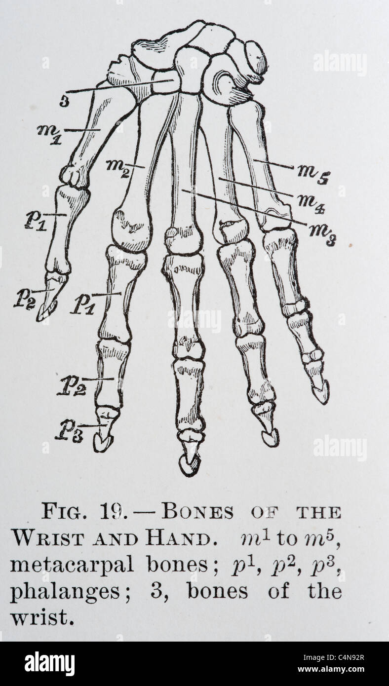 Knochen der menschlichen Hand. Stockfoto