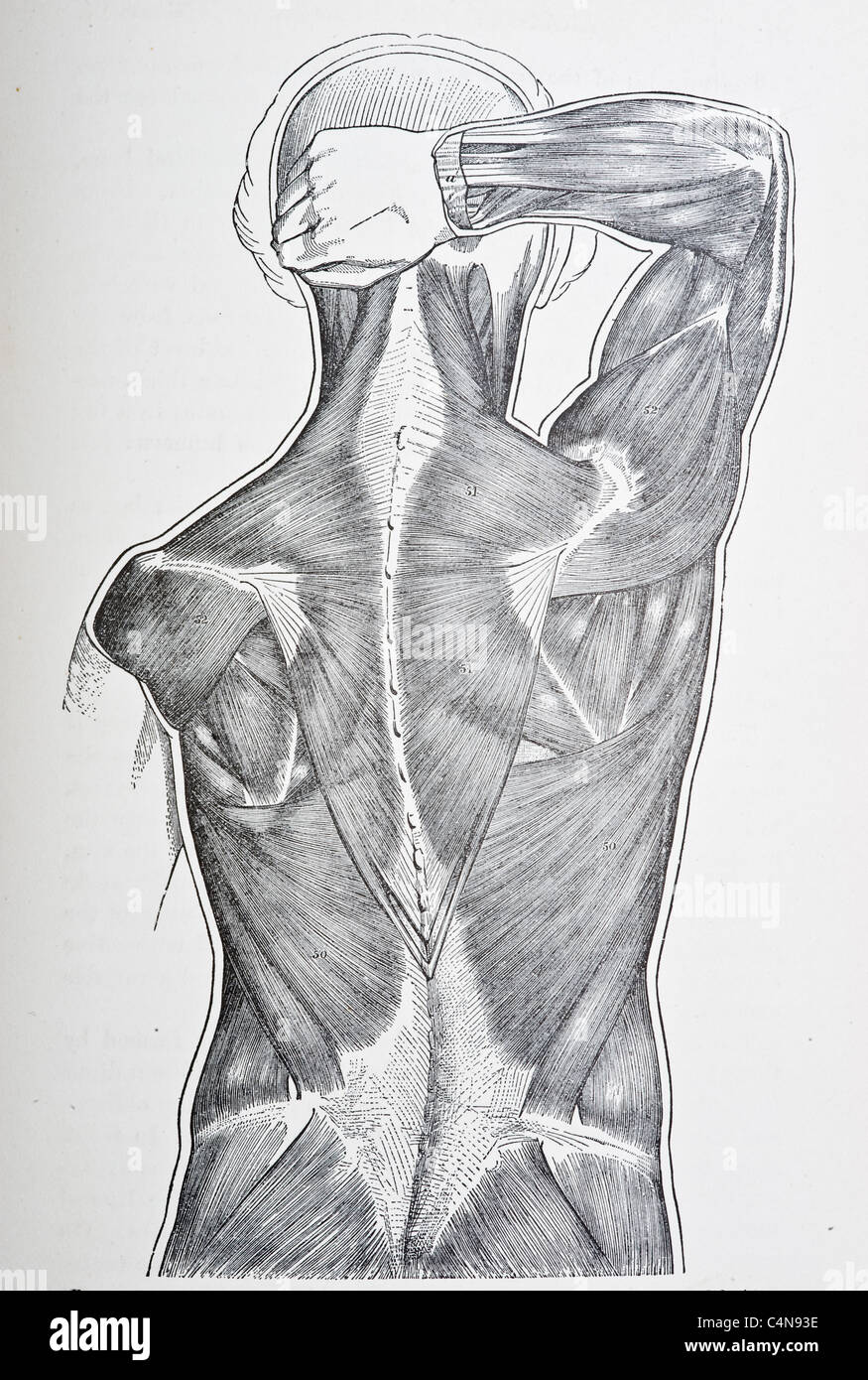 Rückseite des muskulösen männlichen Figur. Stockfoto