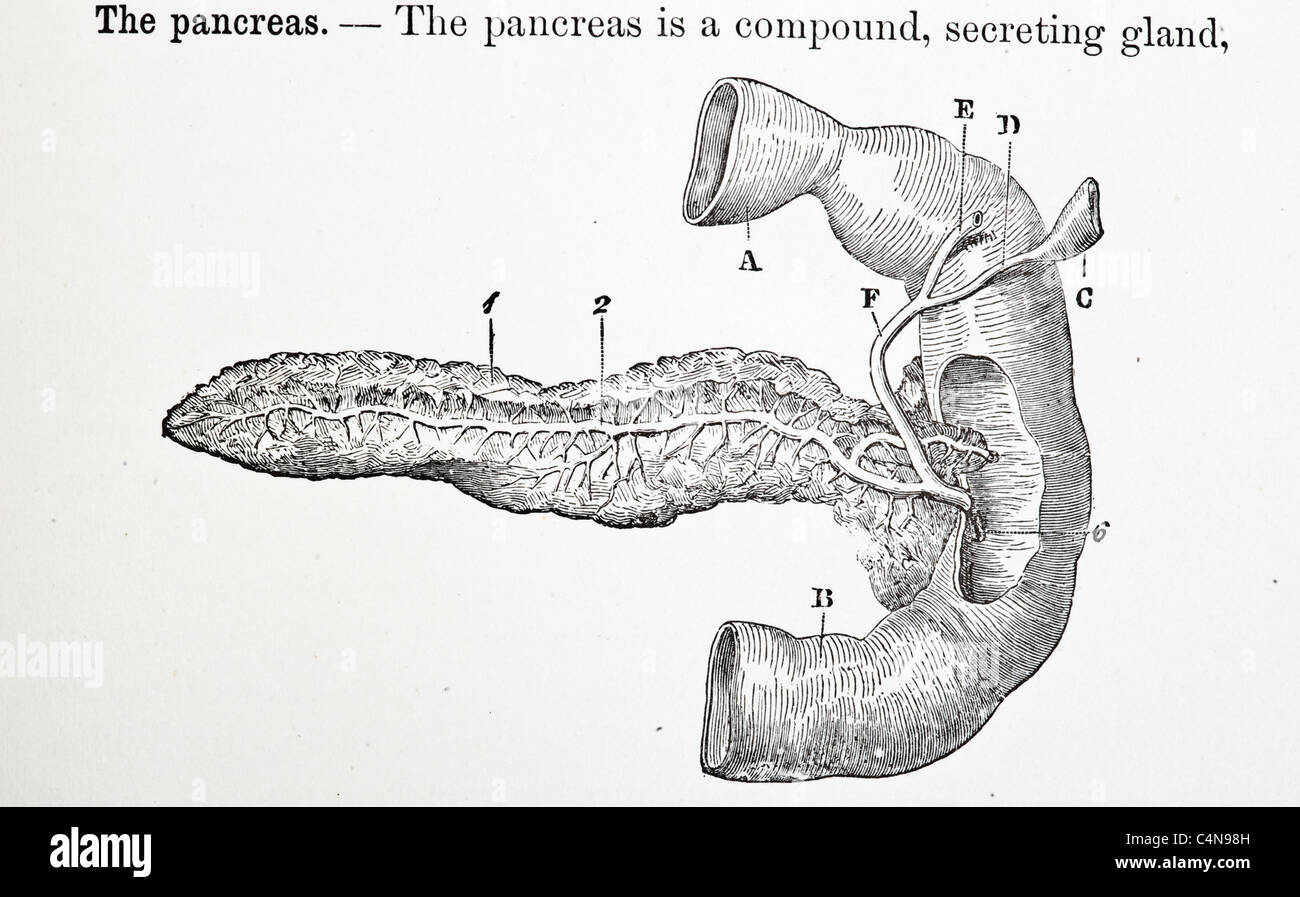 1800 s Anatomie antiken Autopsie menschlichen Körper Abbildung medizinische Medizin Physiologie Chirurgie Stockfoto