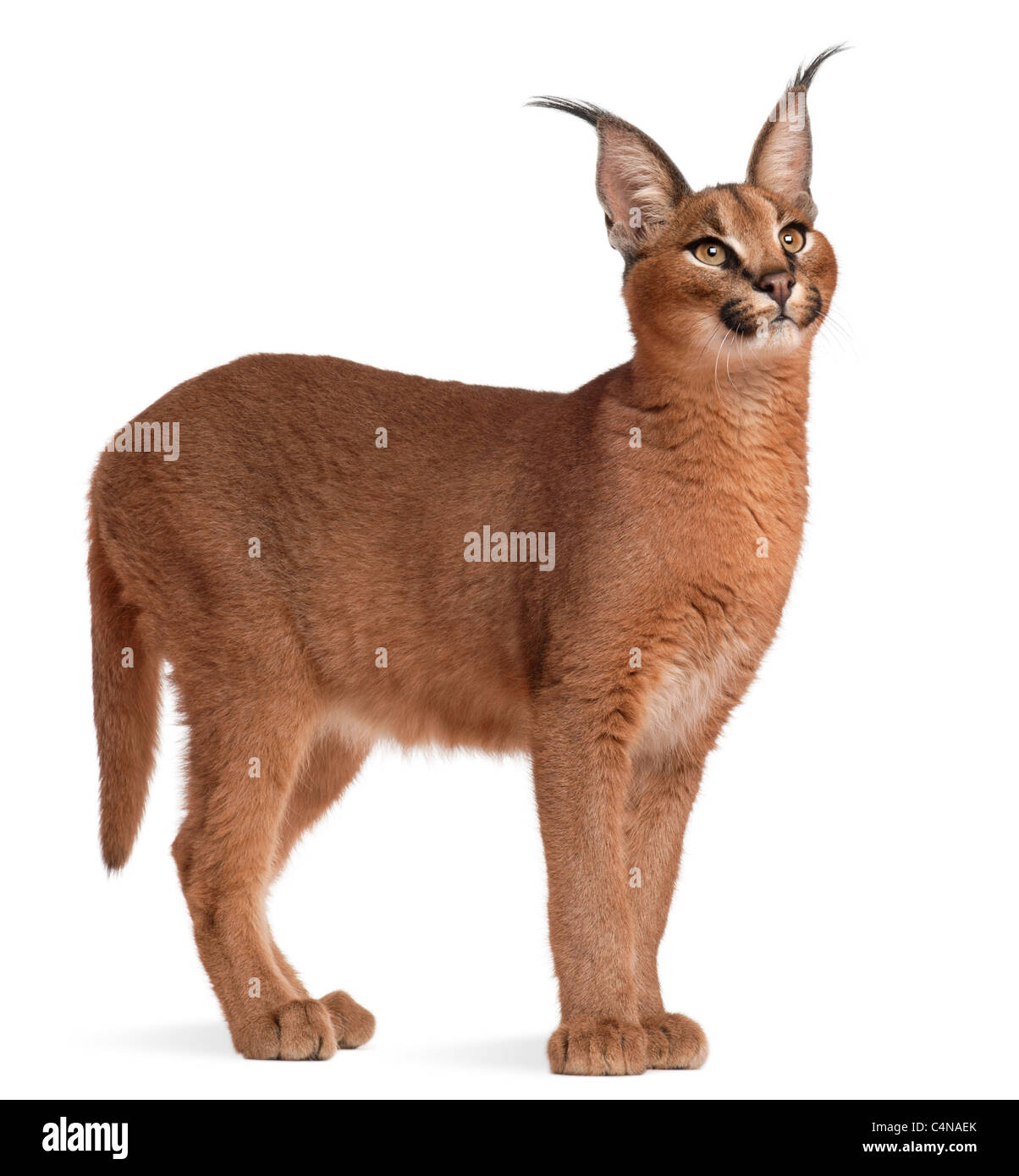 Caracal Caracal Caracal, 6 Monate alt, vor weißem Hintergrund Stockfoto