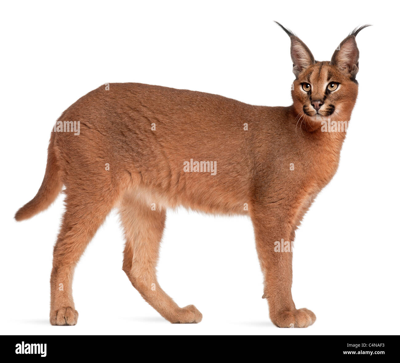 Caracal Caracal Caracal, 6 Monate alt, vor weißem Hintergrund Stockfoto