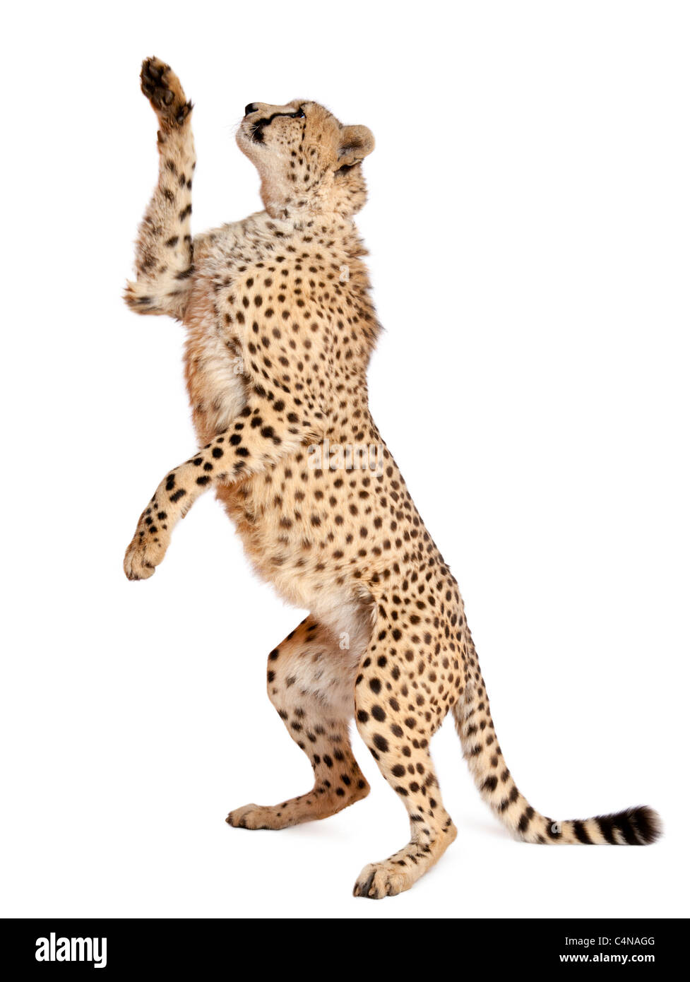 Gepard, Acinonyx Jubatus, 18 Monate alt, aufstehen und erreichte vor weißem Hintergrund Stockfoto