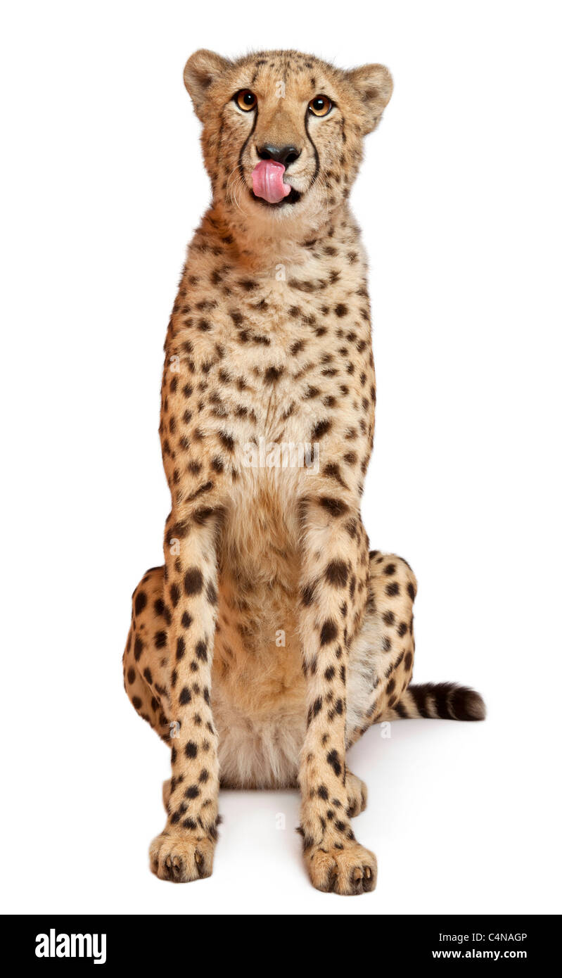 Gepard, Acinonyx Jubatus, 18 Monate alt, sitzt vor weißem Hintergrund Stockfoto