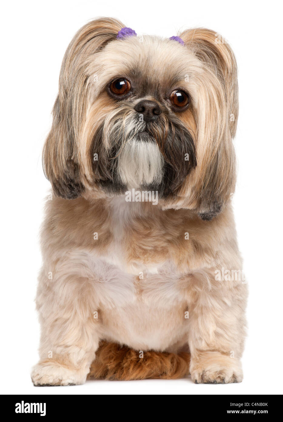 Shih-Tzu, 6 Jahre alt, sitzt vor weißem Hintergrund Stockfoto