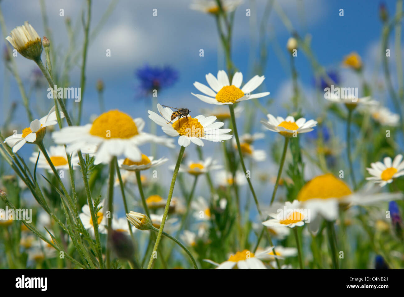 Mais Kamille Anthemis Arvensis mit Mais Blumen & Mohn Stockfoto