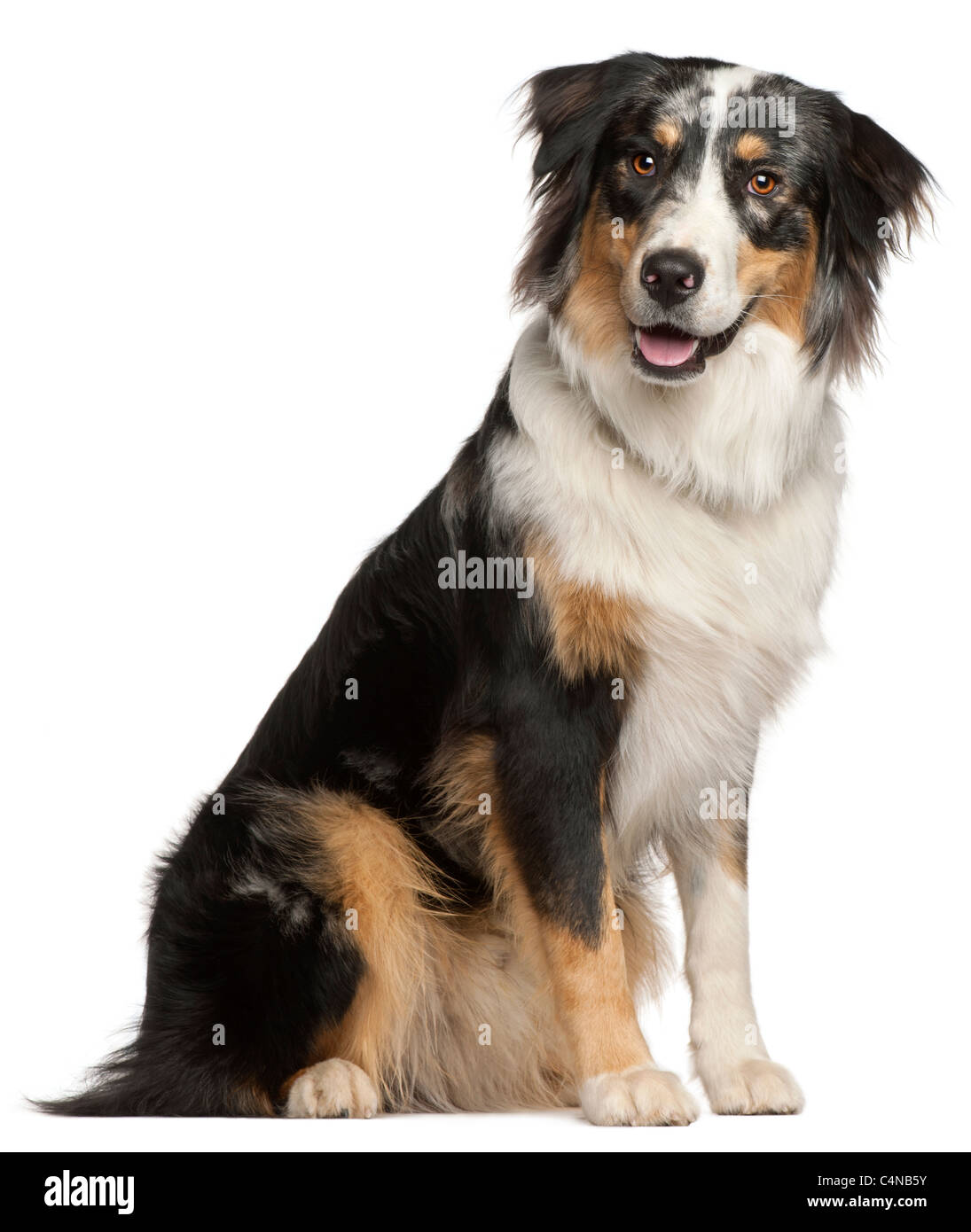 Border-Collie, 9 Monate alt, sitzt vor weißem Hintergrund Stockfoto