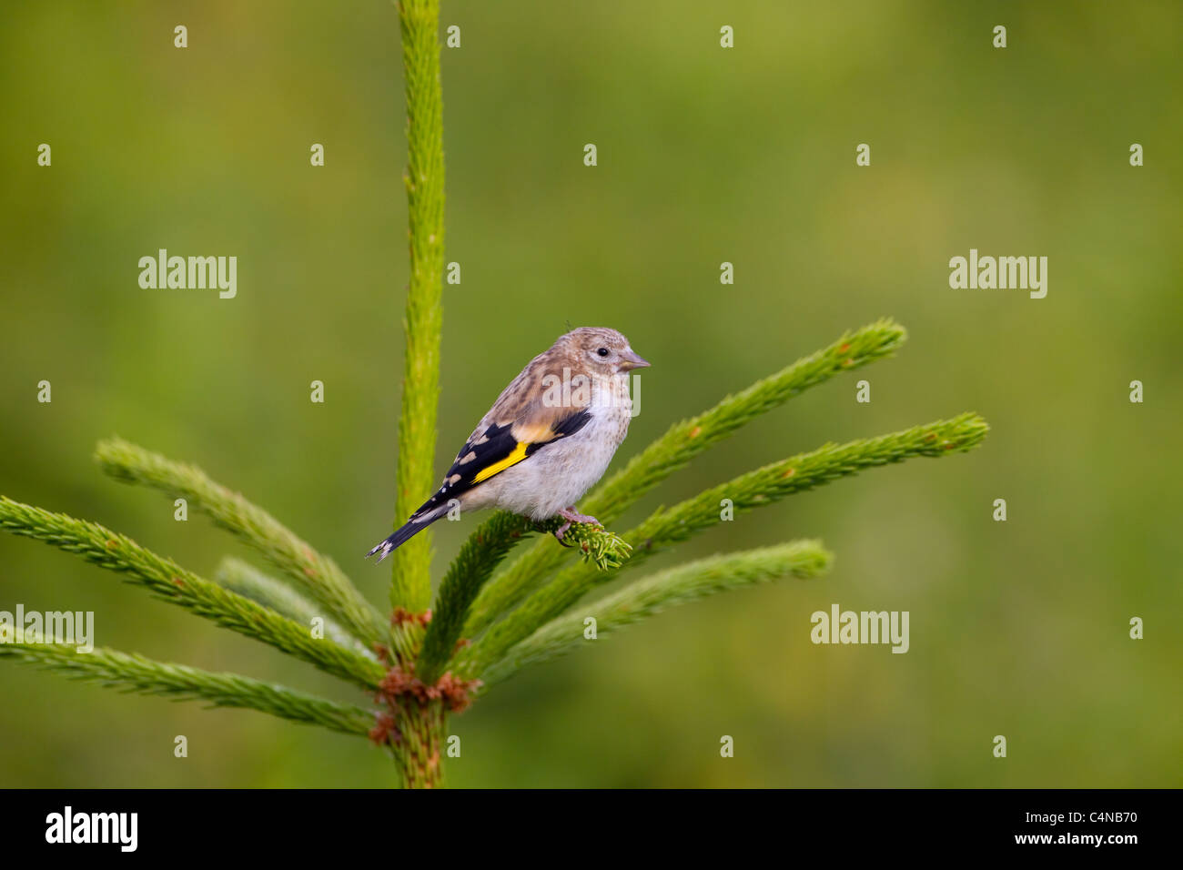 Stieglitz Zuchtjahr Zuchtjahr Juvenile auf Nadelbaum Stockfoto
