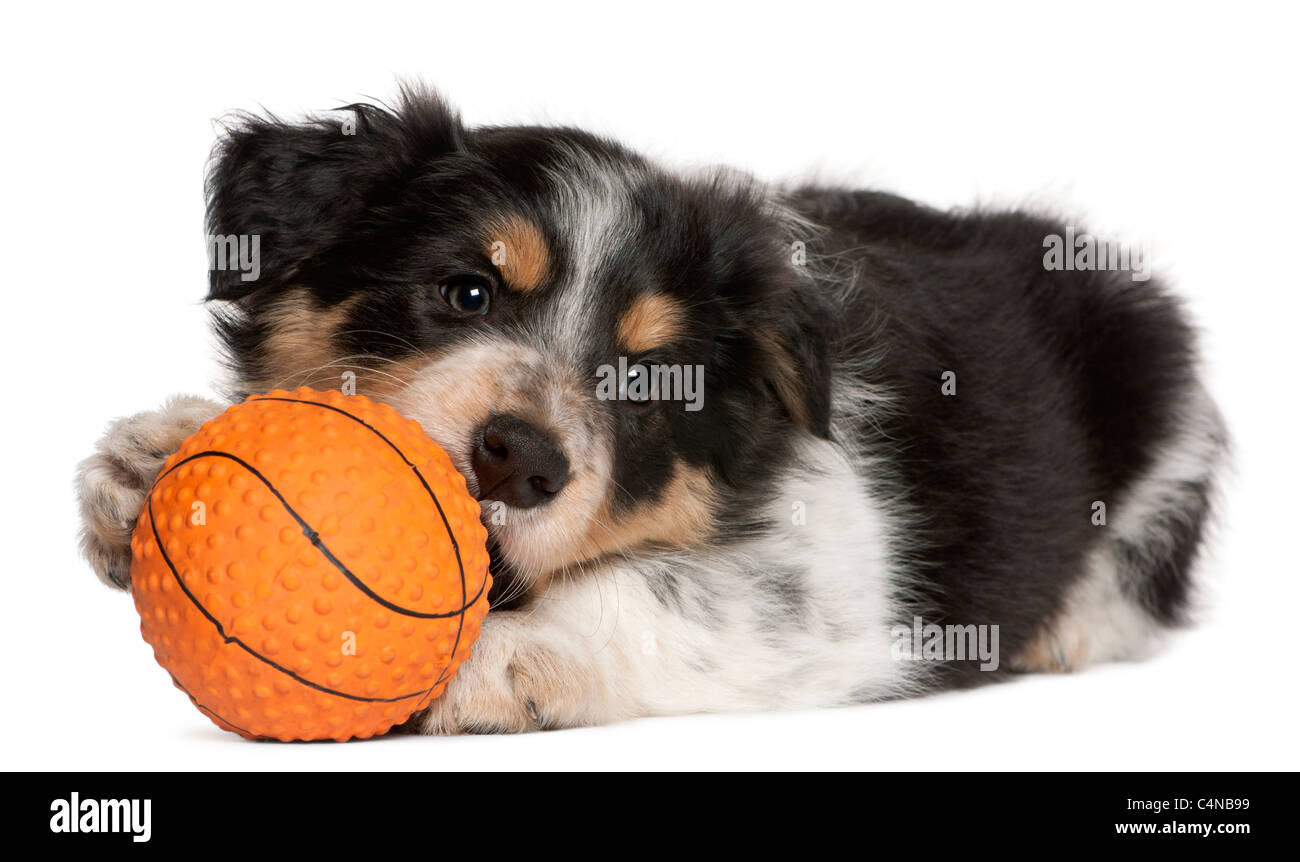 Border Collie Welpen spielen mit Spielzeug Basketball, 6 Wochen alt, vor weißem Hintergrund Stockfoto