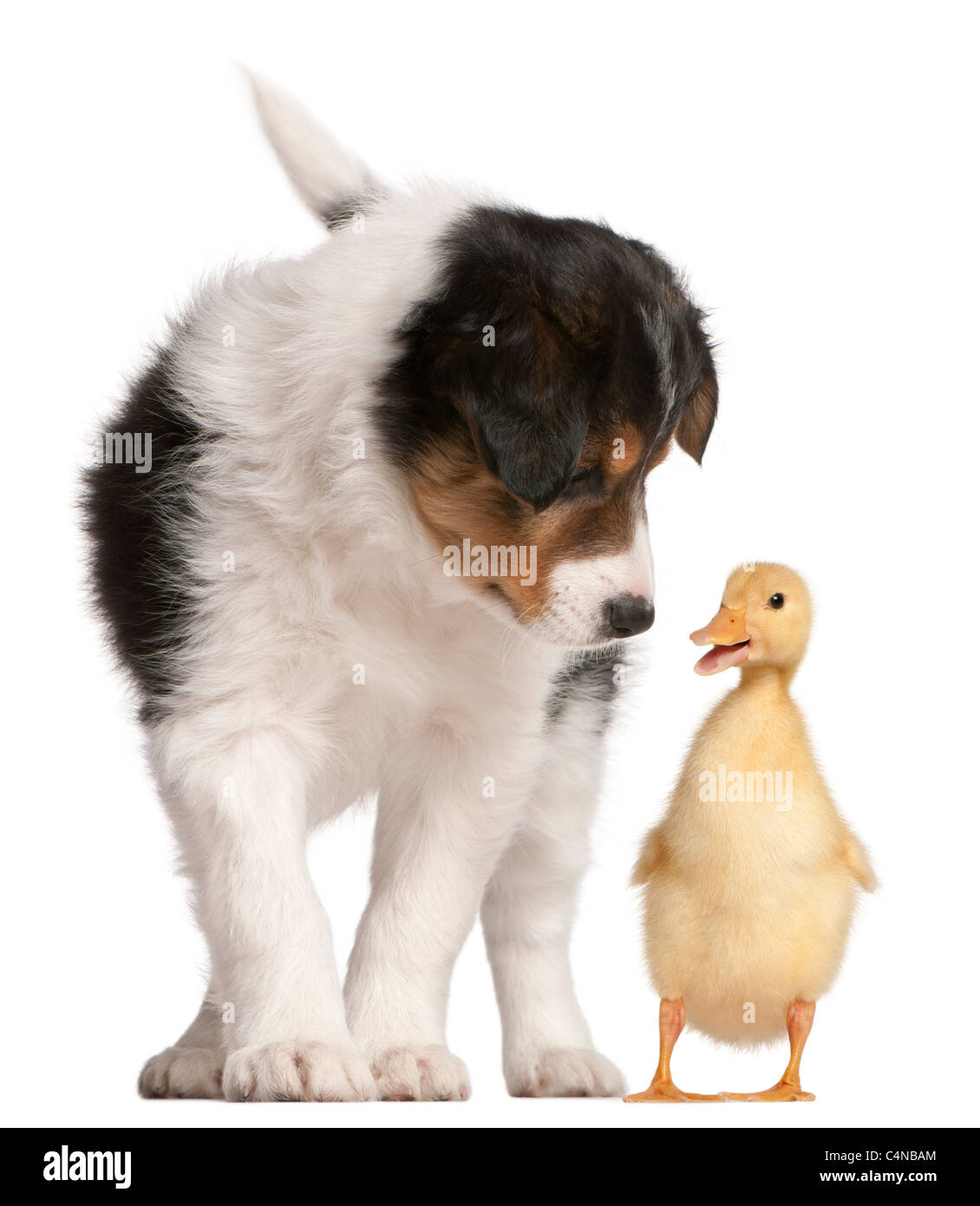 Border Collie Welpen, 6 Wochen alt, spielen mit ein Entlein, 1 Woche alt, vor weißem Hintergrund Stockfoto