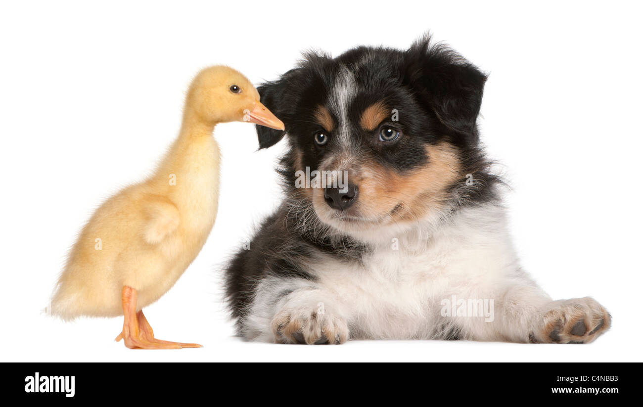 Border Collie Welpen, 6 Wochen alt, spielen mit ein Entlein, 1 Woche alt, vor weißem Hintergrund Stockfoto