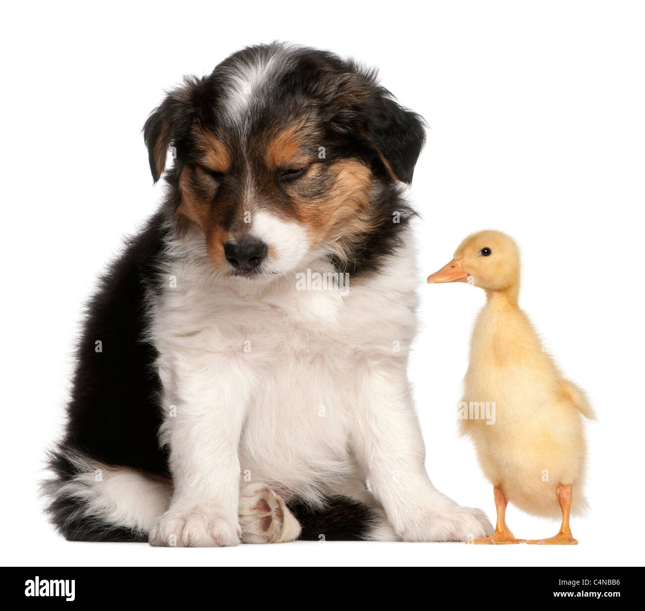 Border Collie Welpen, 6 Wochen alt, spielen mit ein Entlein, 1 Woche alt, vor weißem Hintergrund Stockfoto