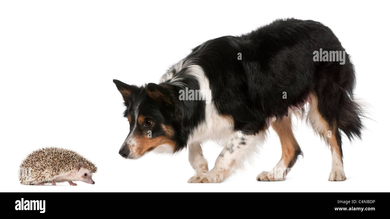 Weibliche Border-Collie, 3 Jahre alt, spielt mit Igel, 6 Monate alt, vor weißem Hintergrund Stockfoto