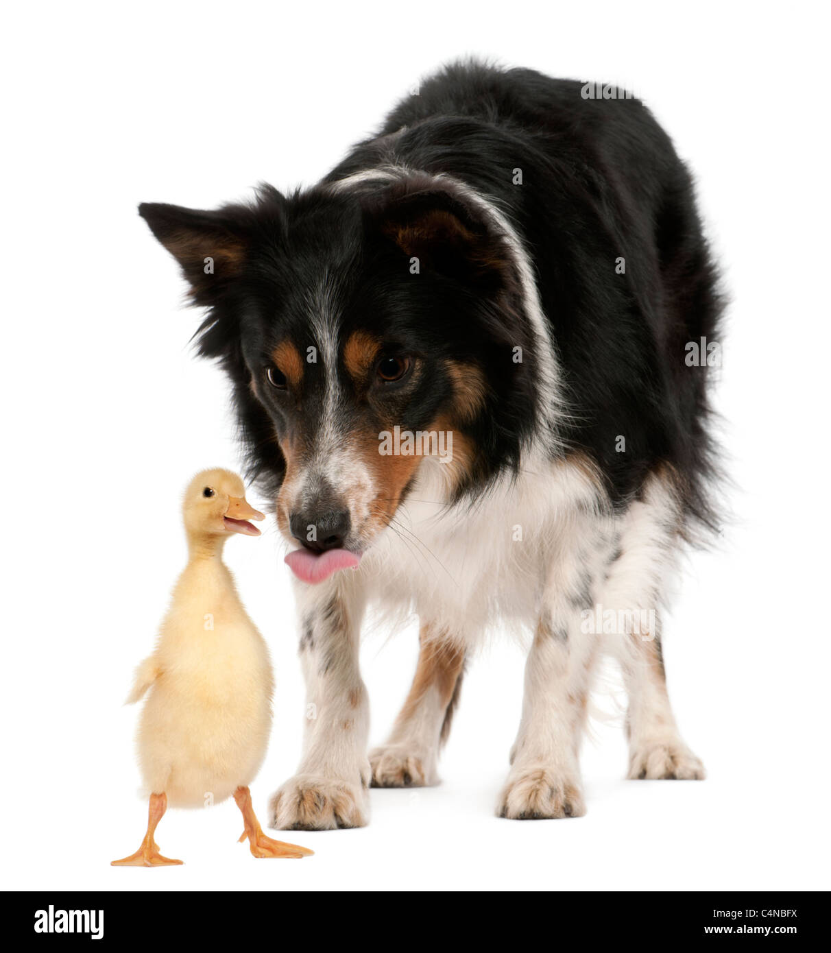 Weibliche Border Collie, 3 Jahre alt, spielt mit Entlein, 1 Woche alt, vor weißem Hintergrund Stockfoto