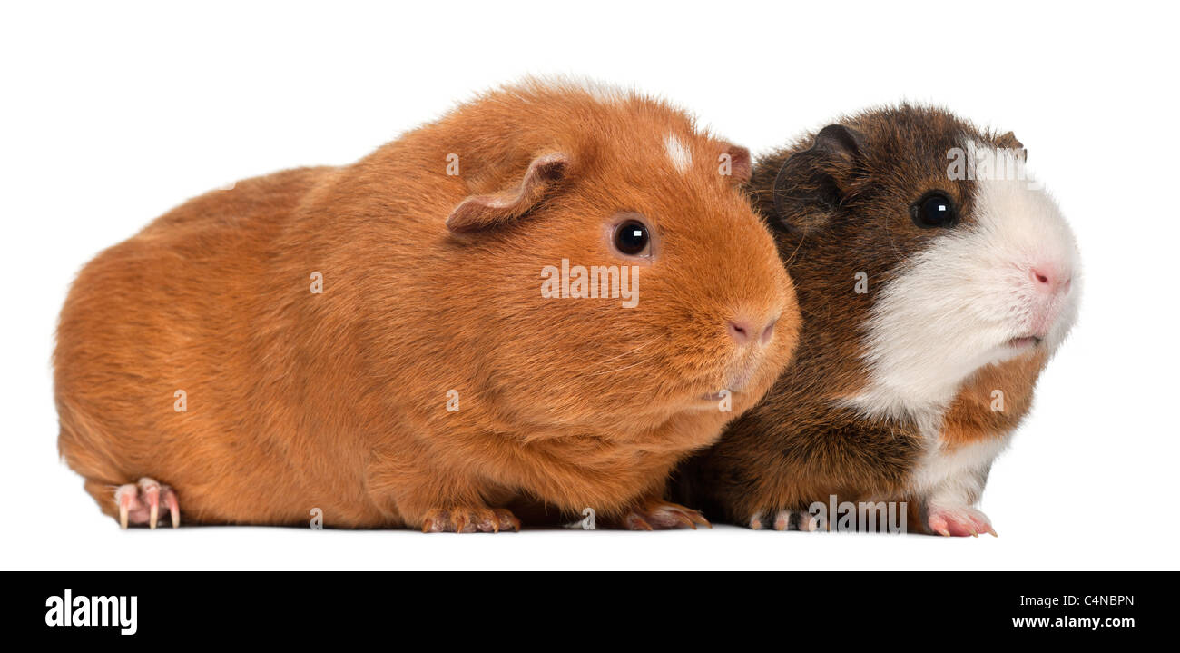 Meerschweinchen, 9 Monate alt, vor weißem Hintergrund Stockfoto
