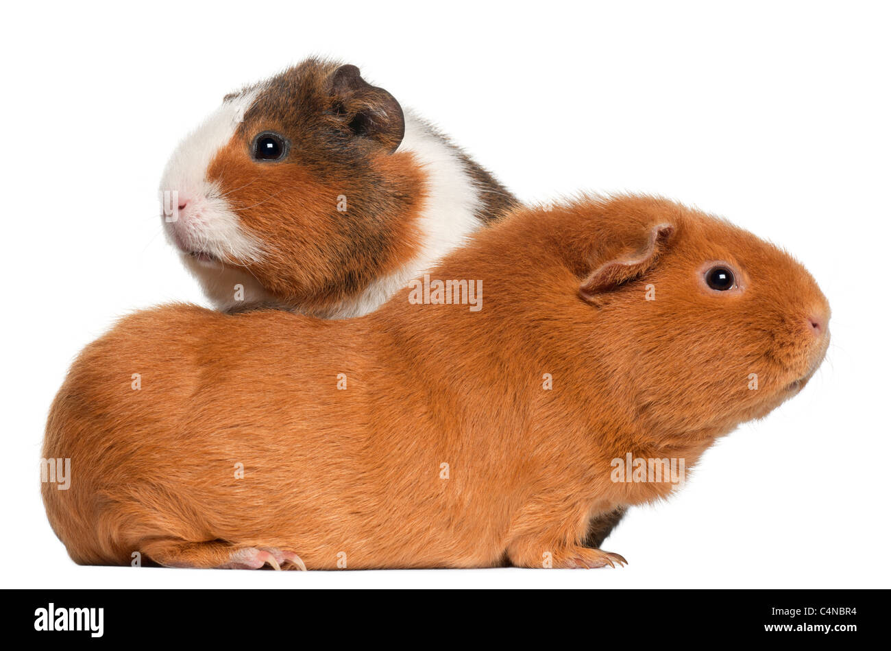 Meerschweinchen, 9 Monate alt, vor weißem Hintergrund Stockfoto