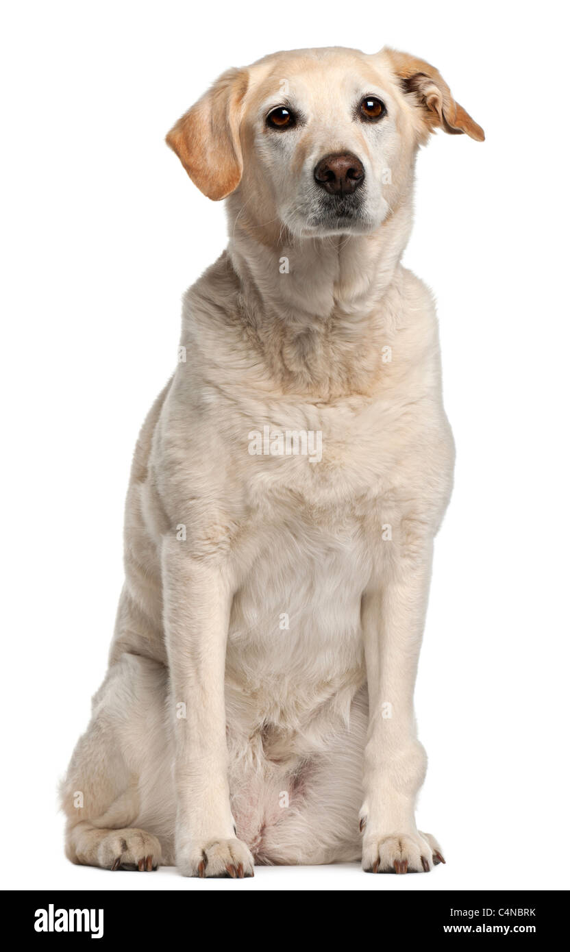 Mischlingshund, 12 Jahre alt, sitzt vor weißem Hintergrund Stockfoto