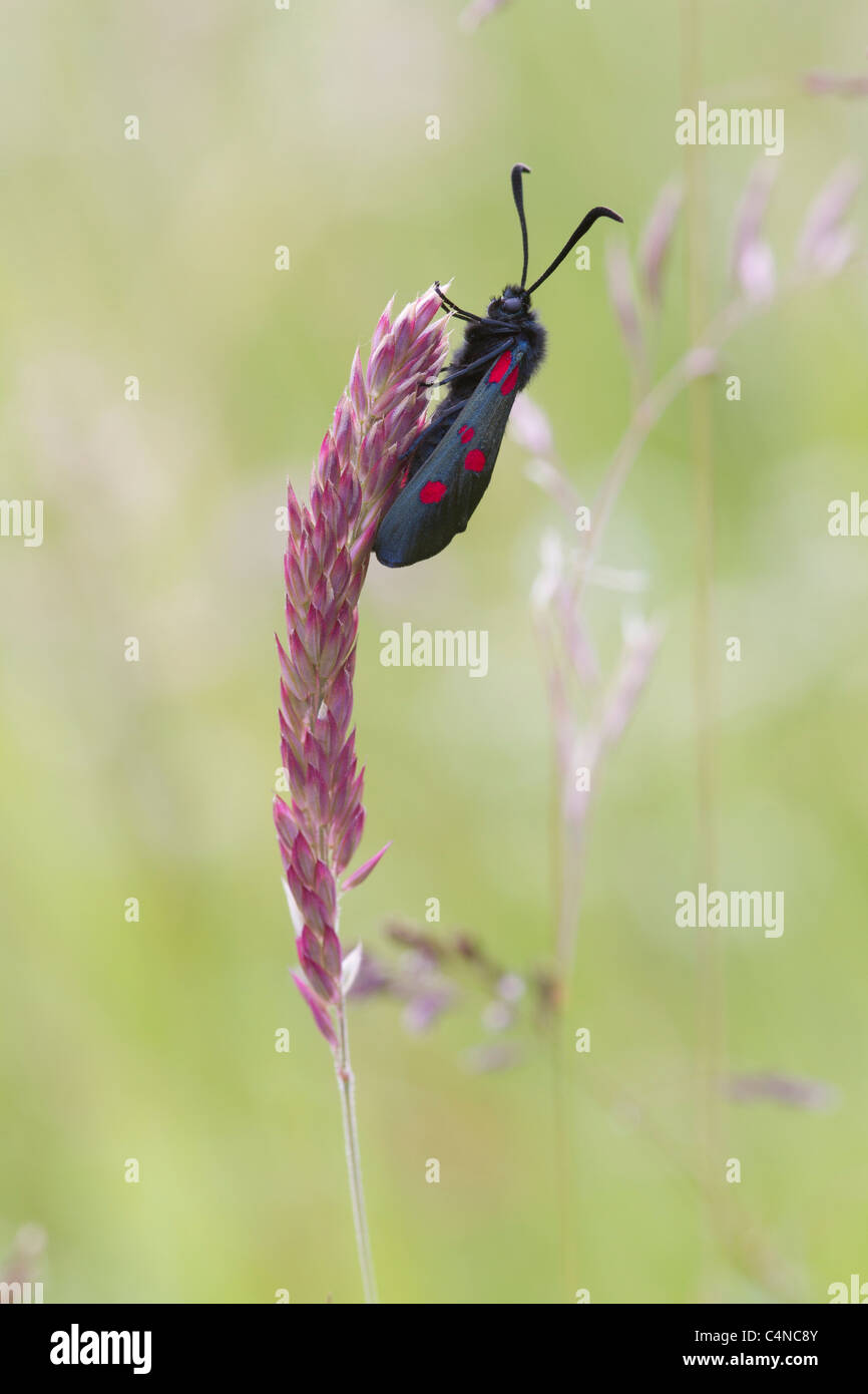 5-Spot Burnet Closeup auf einem Rasen-Stiel Stockfoto