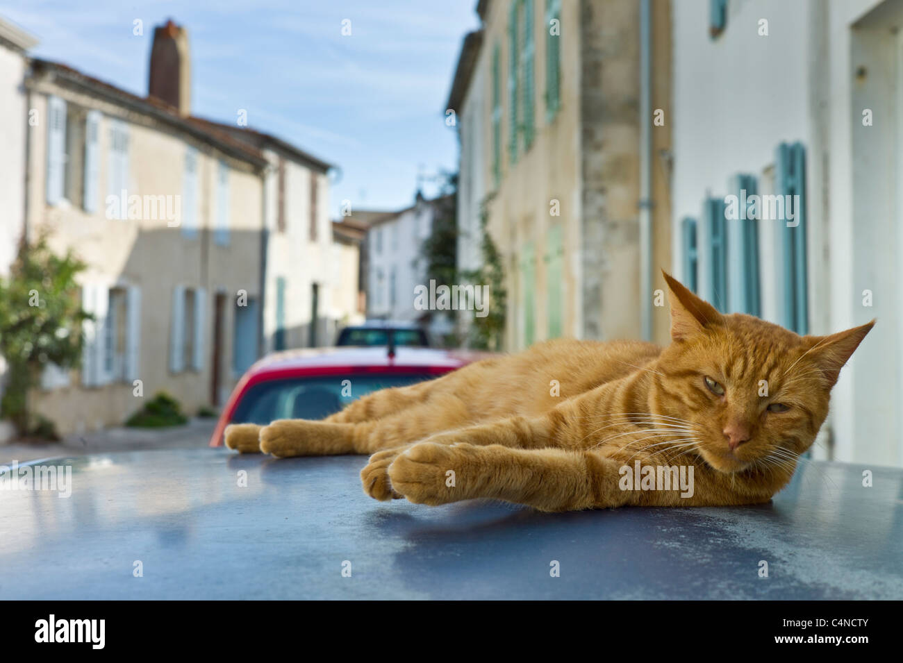 Ingwer Katze ruht auf dem heißen Blechdach in St Martin de Ré, Ile de Ré, Frankreich Stockfoto