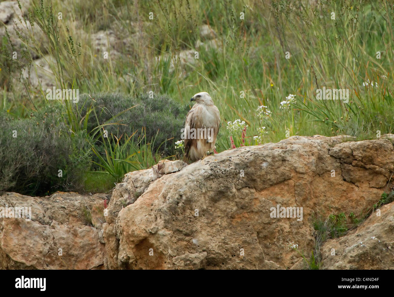 Juvenile langbeinige Bussard Buteo Rufinus Migration im Frühjahr Zypern Stockfoto