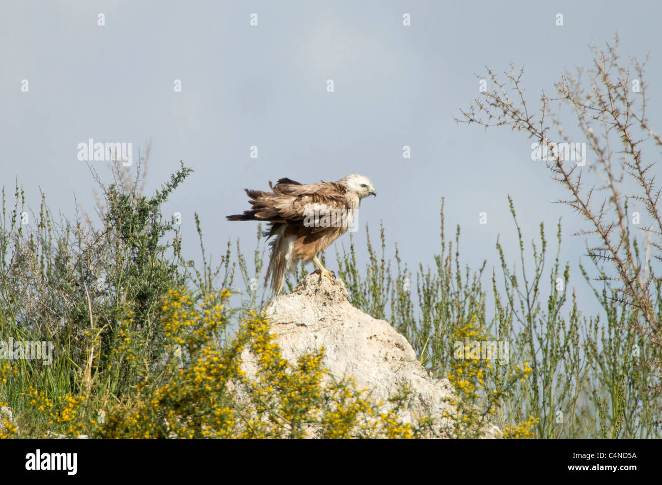 Juvenile langbeinige Bussard Buteo Rufinus Migration im Frühjahr Zypern Stockfoto