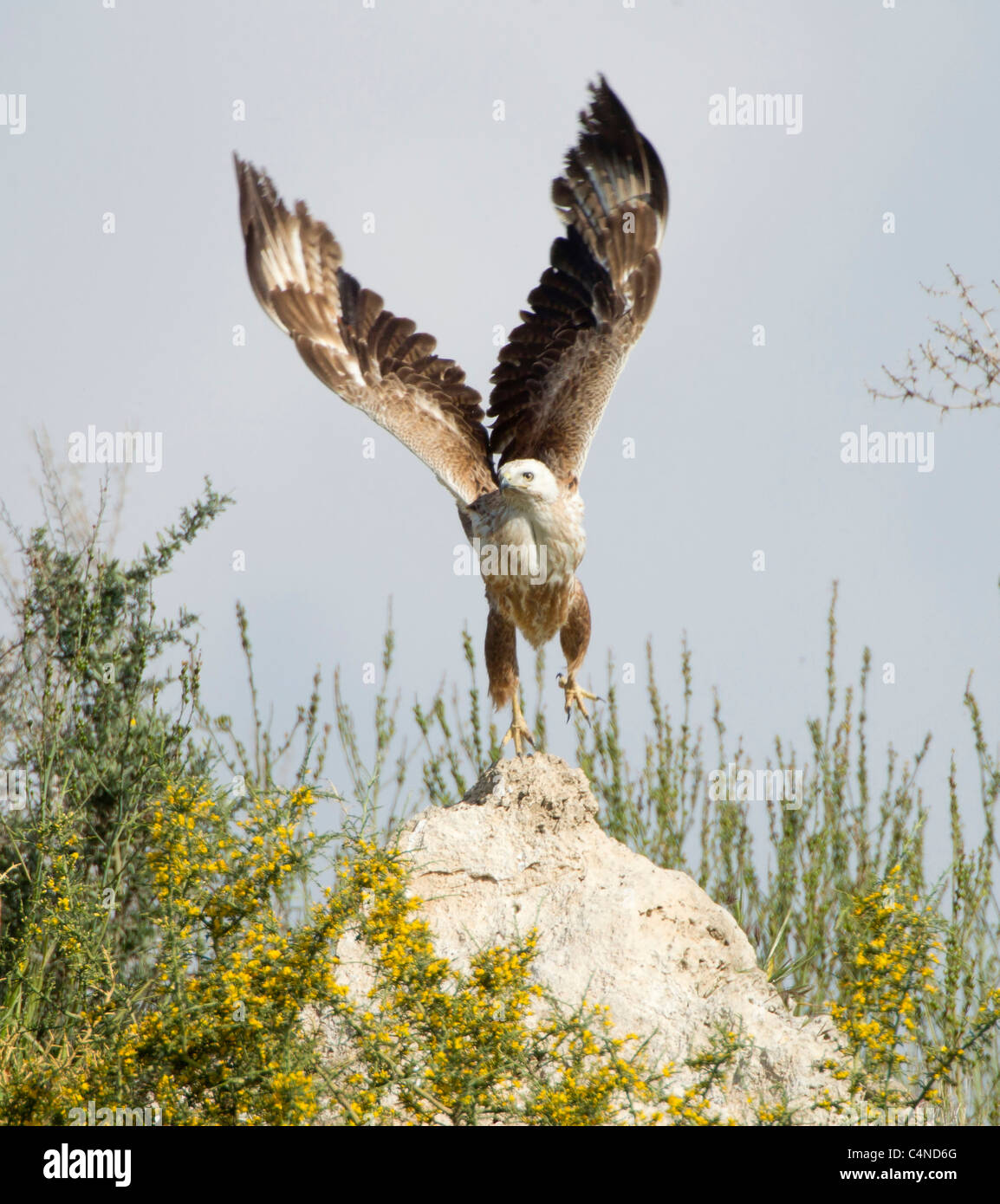 Juvenile langbeinige Bussard Buteo Rufinus Migration im Frühjahr Zypern Stockfoto
