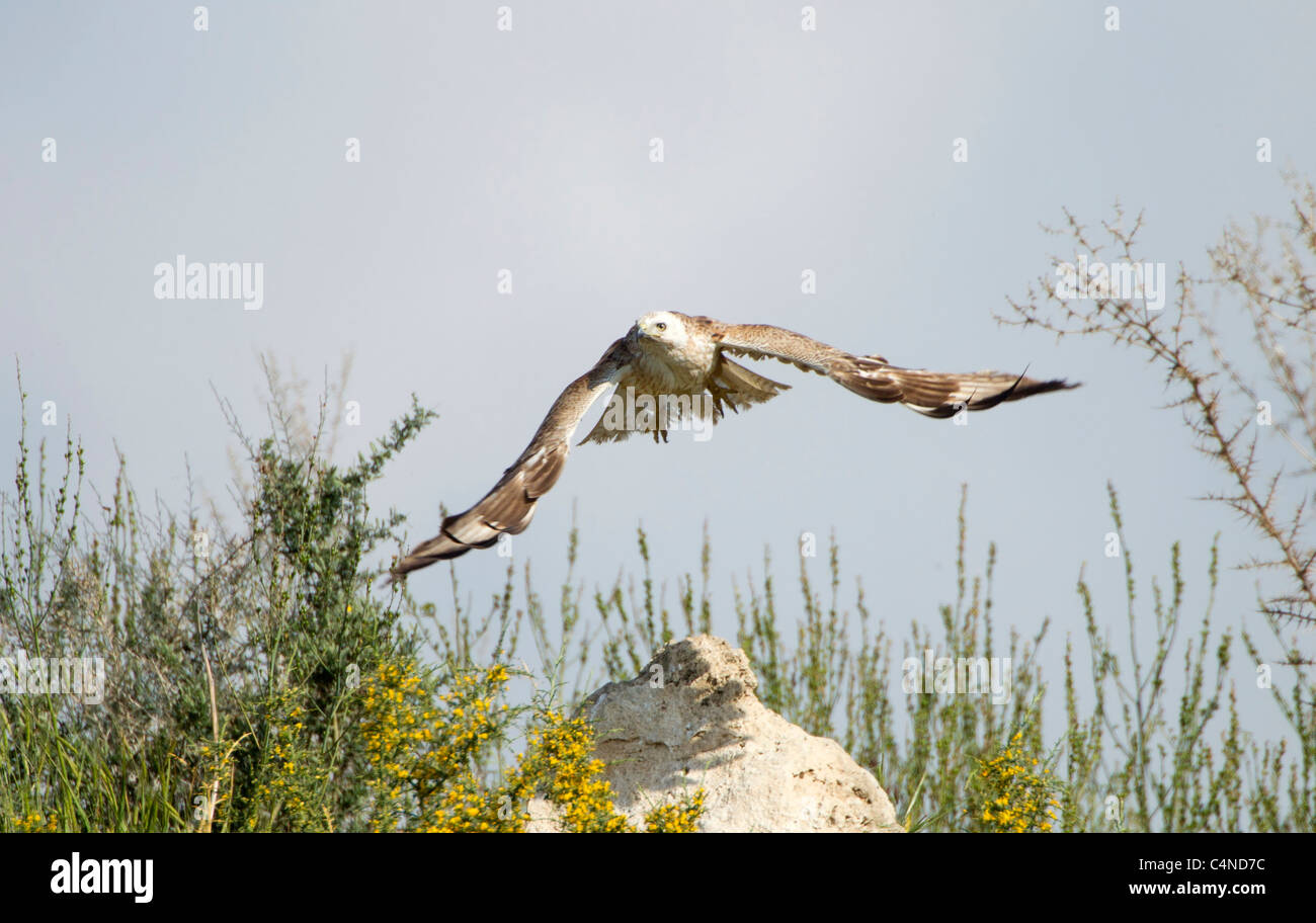 Juvenile langbeinige Bussard Buteo Rufinus Migration im Frühjahr Zypern Stockfoto