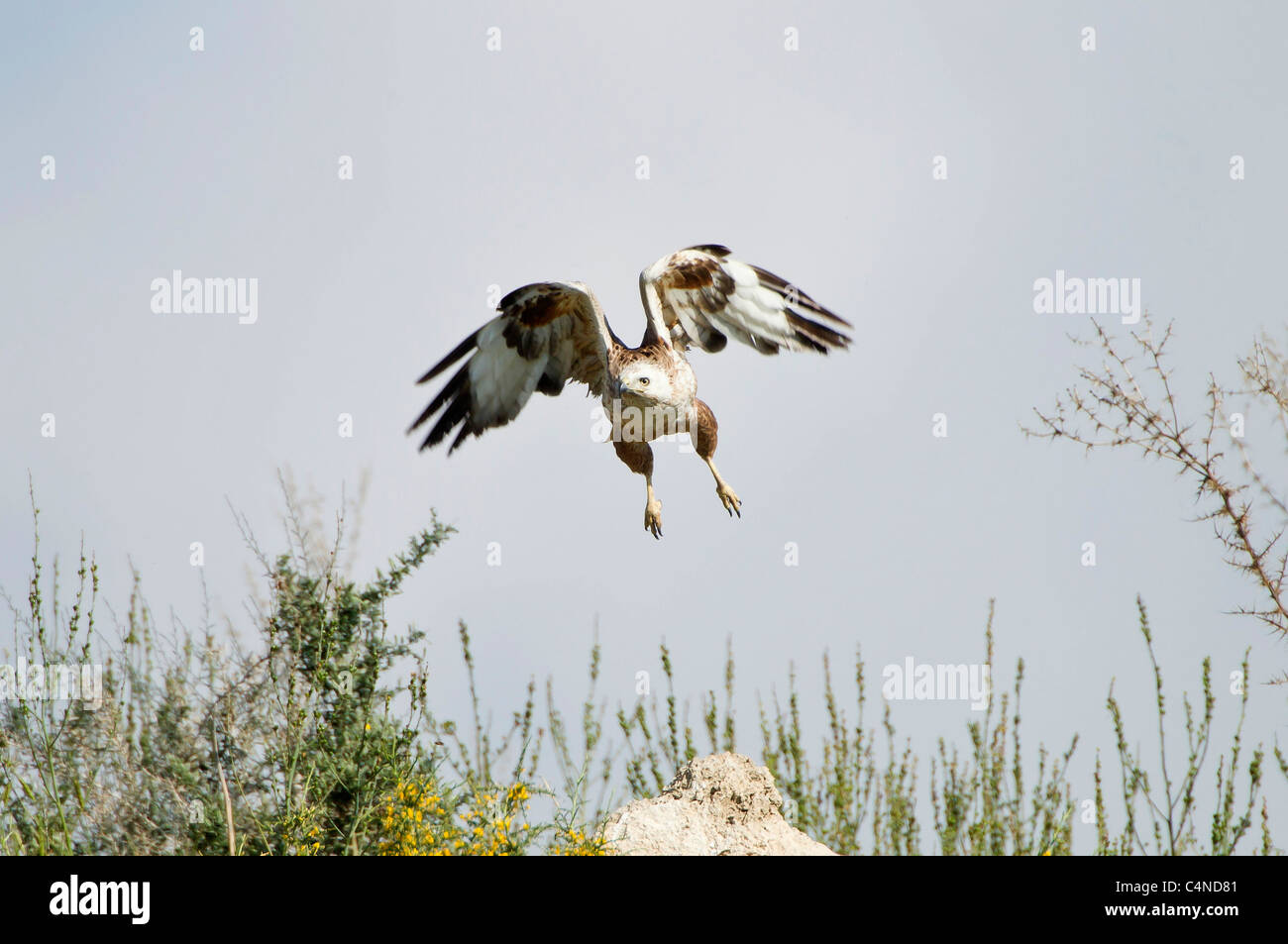 Juvenile langbeinige Bussard Buteo Rufinus Migration im Frühjahr Zypern Stockfoto