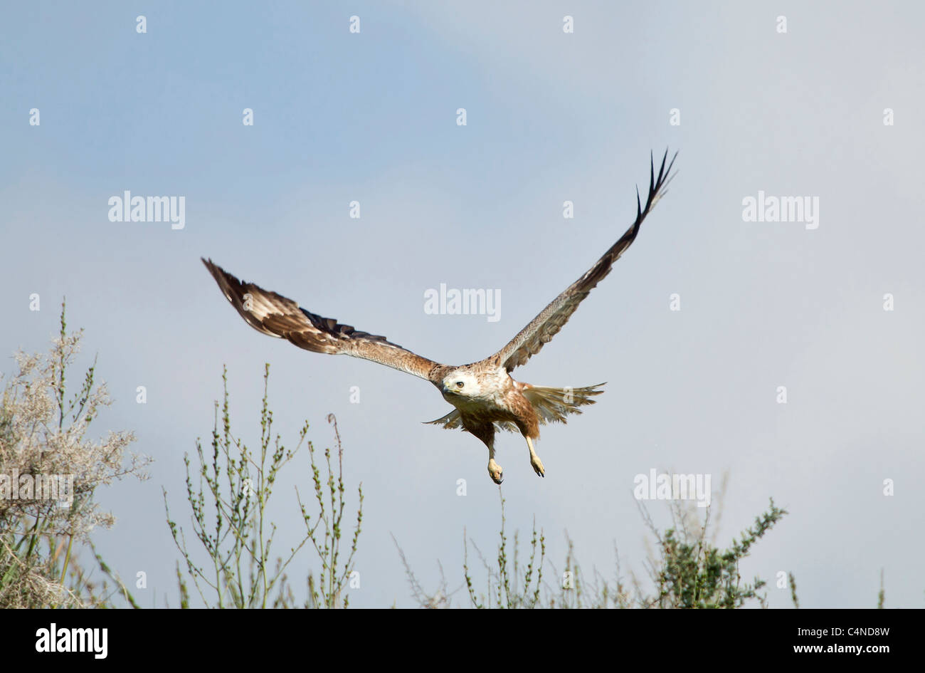 Juvenile langbeinige Bussard Buteo Rufinus Migration im Frühjahr Zypern Stockfoto