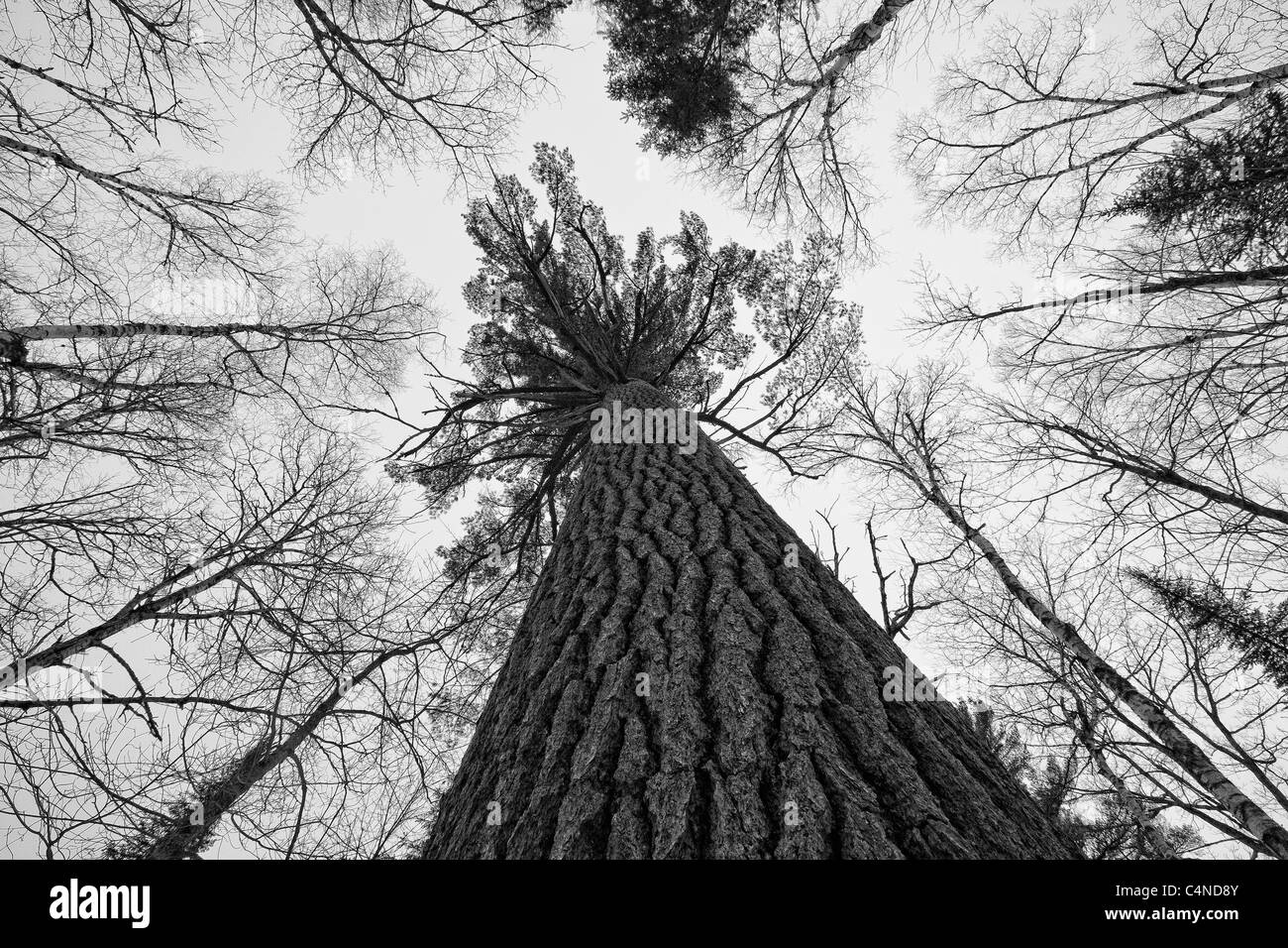 Niedrigen Winkel Blick auf große weiße Kiefer in Algonquin Park, Ontario, Kanada Stockfoto