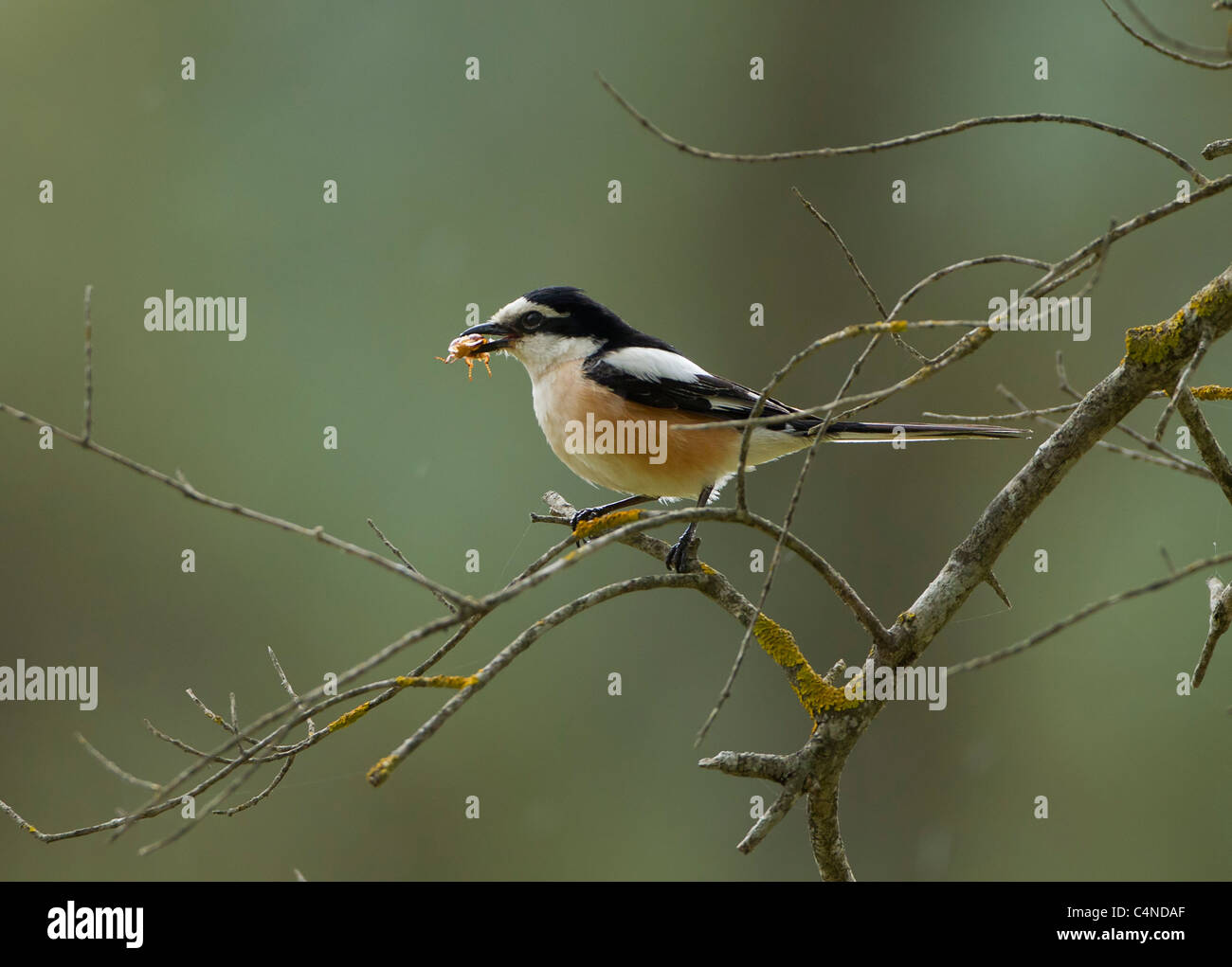 Maskierte Shrike Lanius Nubicus auch genannt Metzgerei Vogel gehockt Olivenzweig im Olivenhain Südtürkei mit großes Insekt Stockfoto