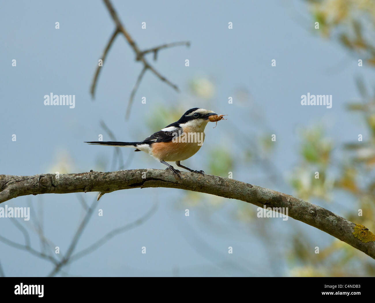 Maskierte Shrike Lanius Nubicus auch genannt Metzgerei Vogel gehockt Olivenzweig im Olivenhain Südtürkei mit großes Insekt Stockfoto