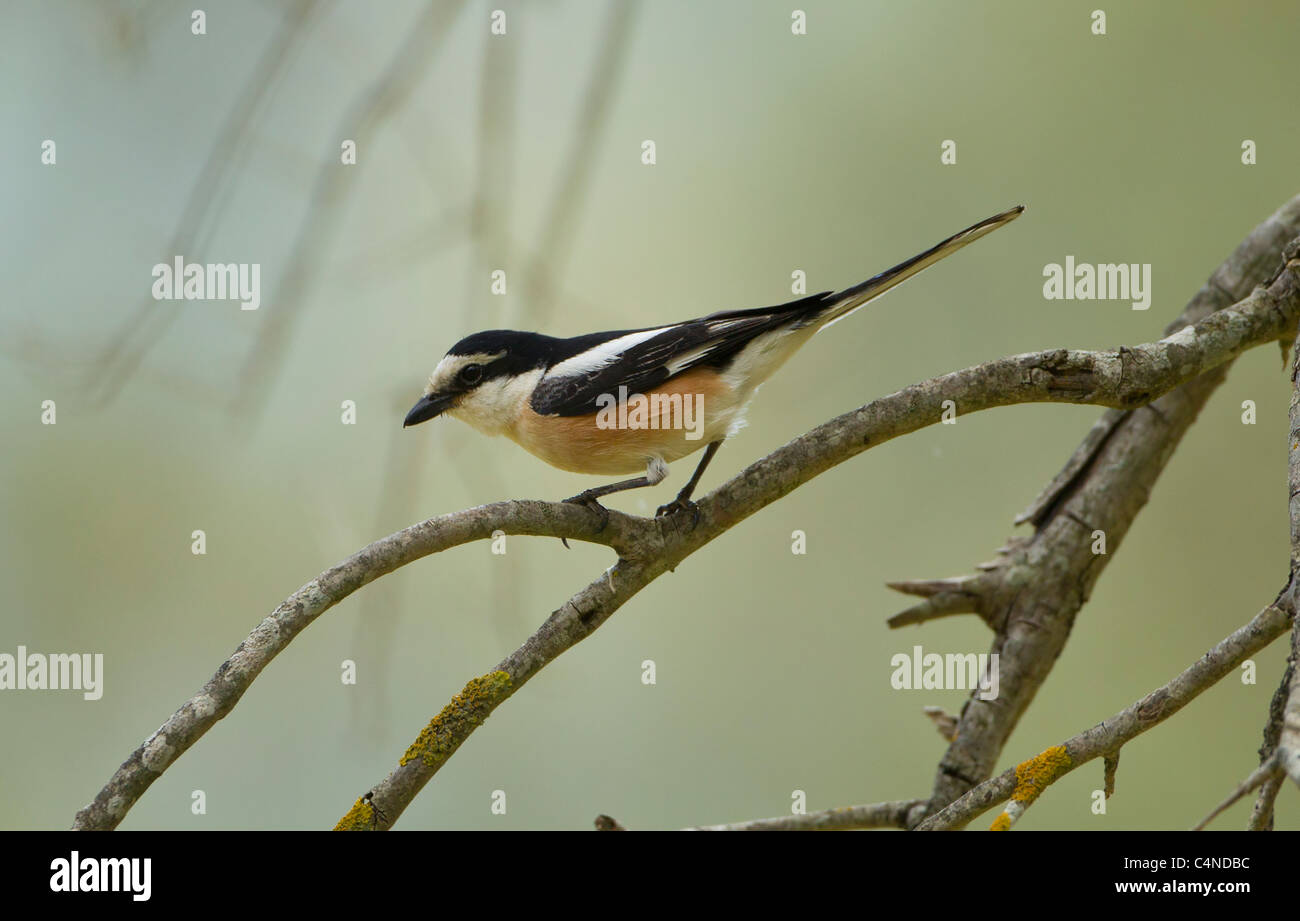 Maskierte Shrike Lanius Nubicus auch genannt Metzgerei Vogel gehockt Olivenzweig im Olivenhain Südtürkei Stockfoto