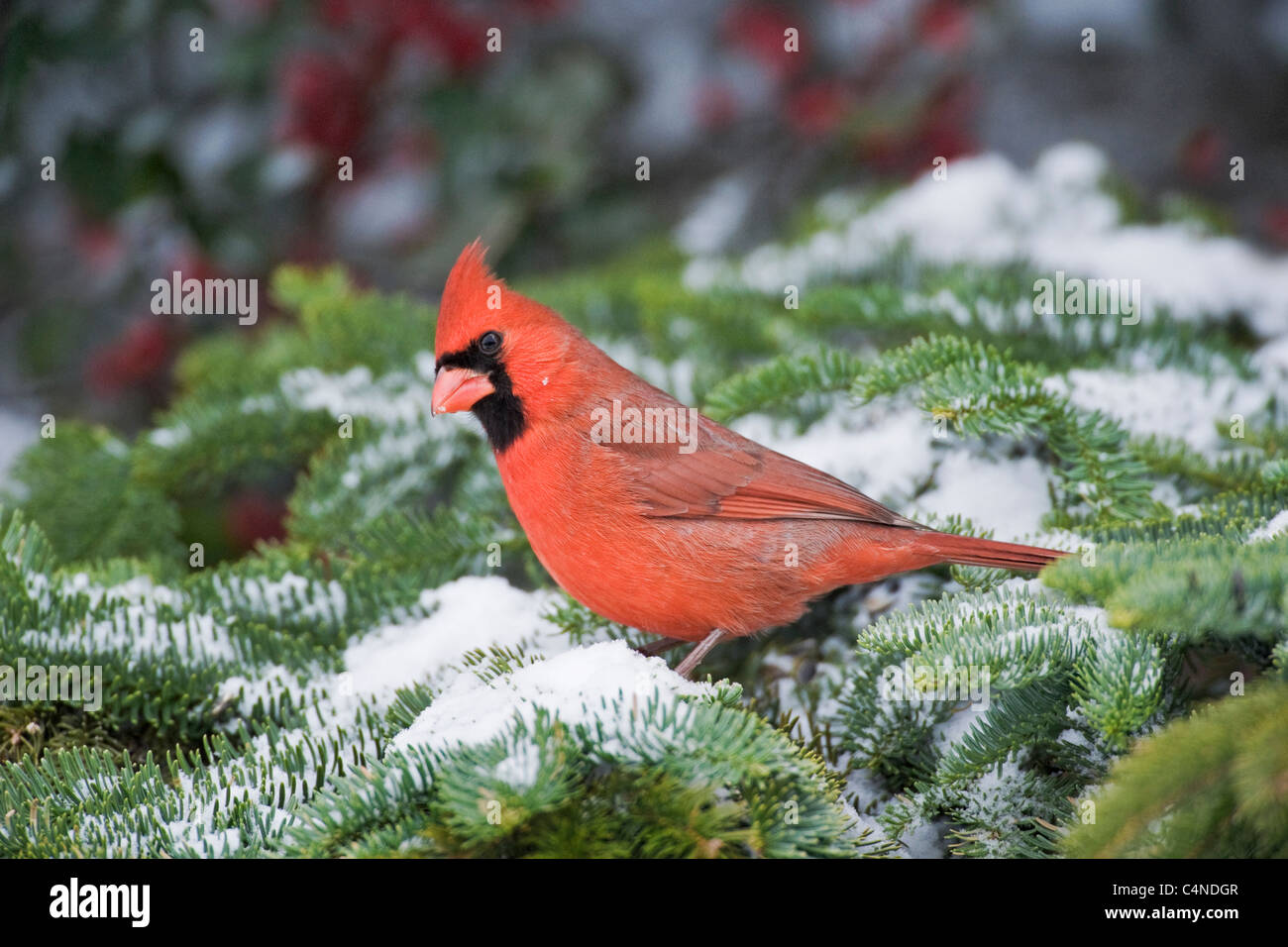 Männliche nördlichen Kardinal in Winter, Nova Scotia, Kanada Stockfoto