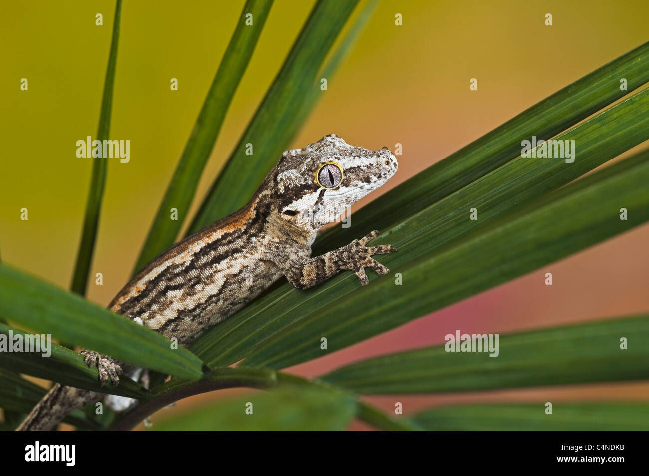 Wasserspeier Gecko gehockt Blattwerk Stockfoto