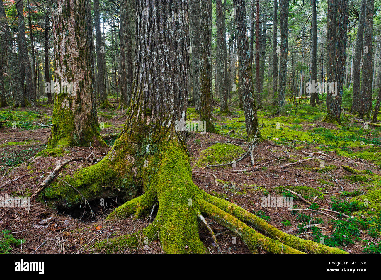 Eastern Hemlock alten Waldbestands, Kejimkujik Nationalpark, Nova Scotia, Kanada Stockfoto