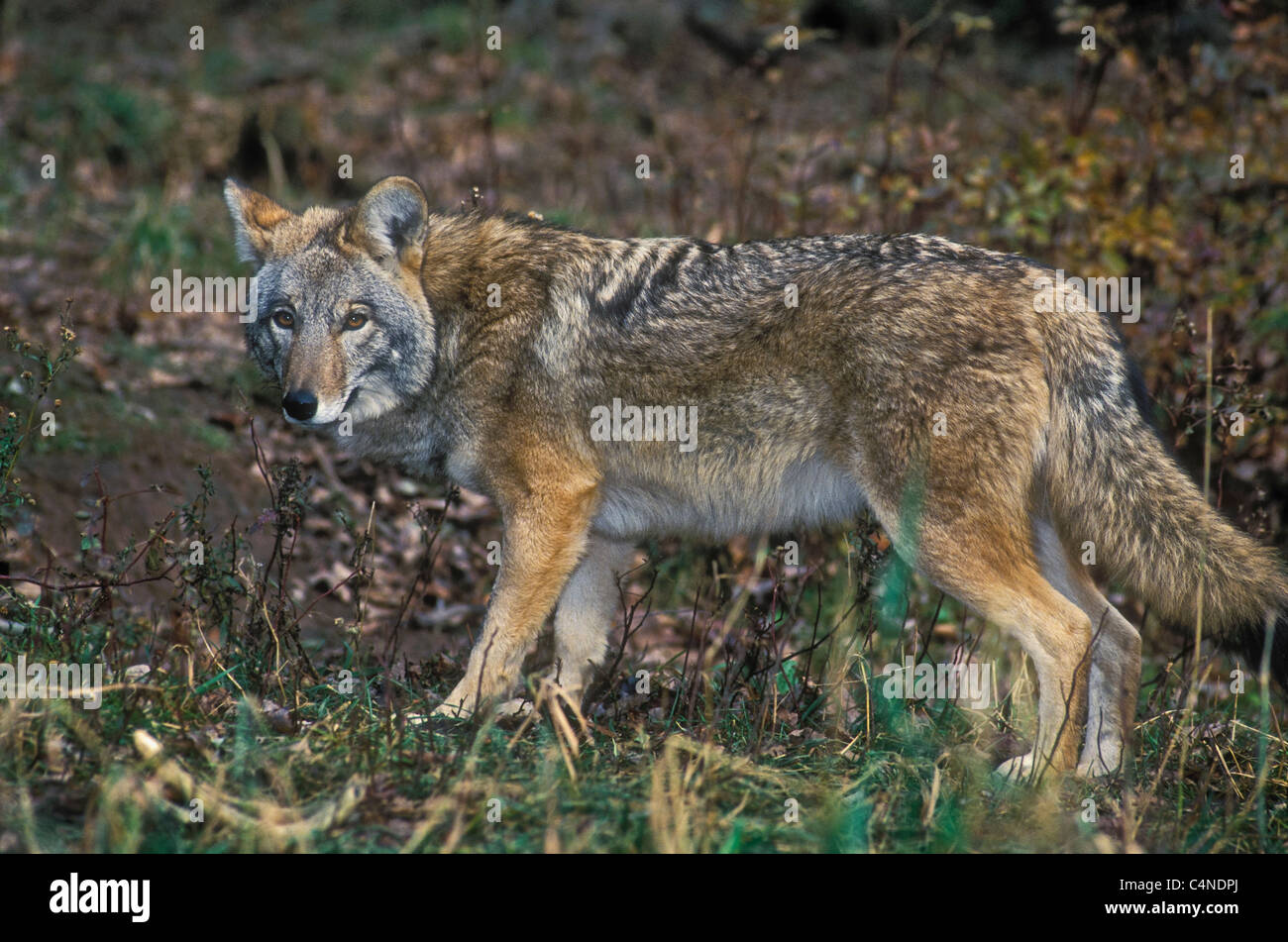 Östliche Kojoten, Nova Scotia, Kanada Stockfoto