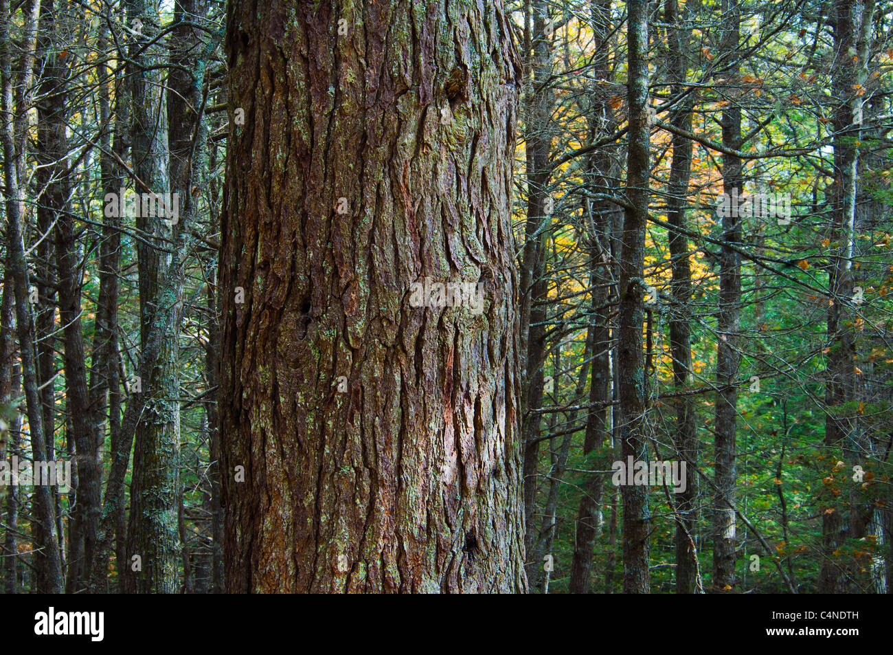 Old Growth Hemlocktanne mit jungen Bäumen, Kejimkujik Nationalpark, Nova Scotia, Kanada Stockfoto