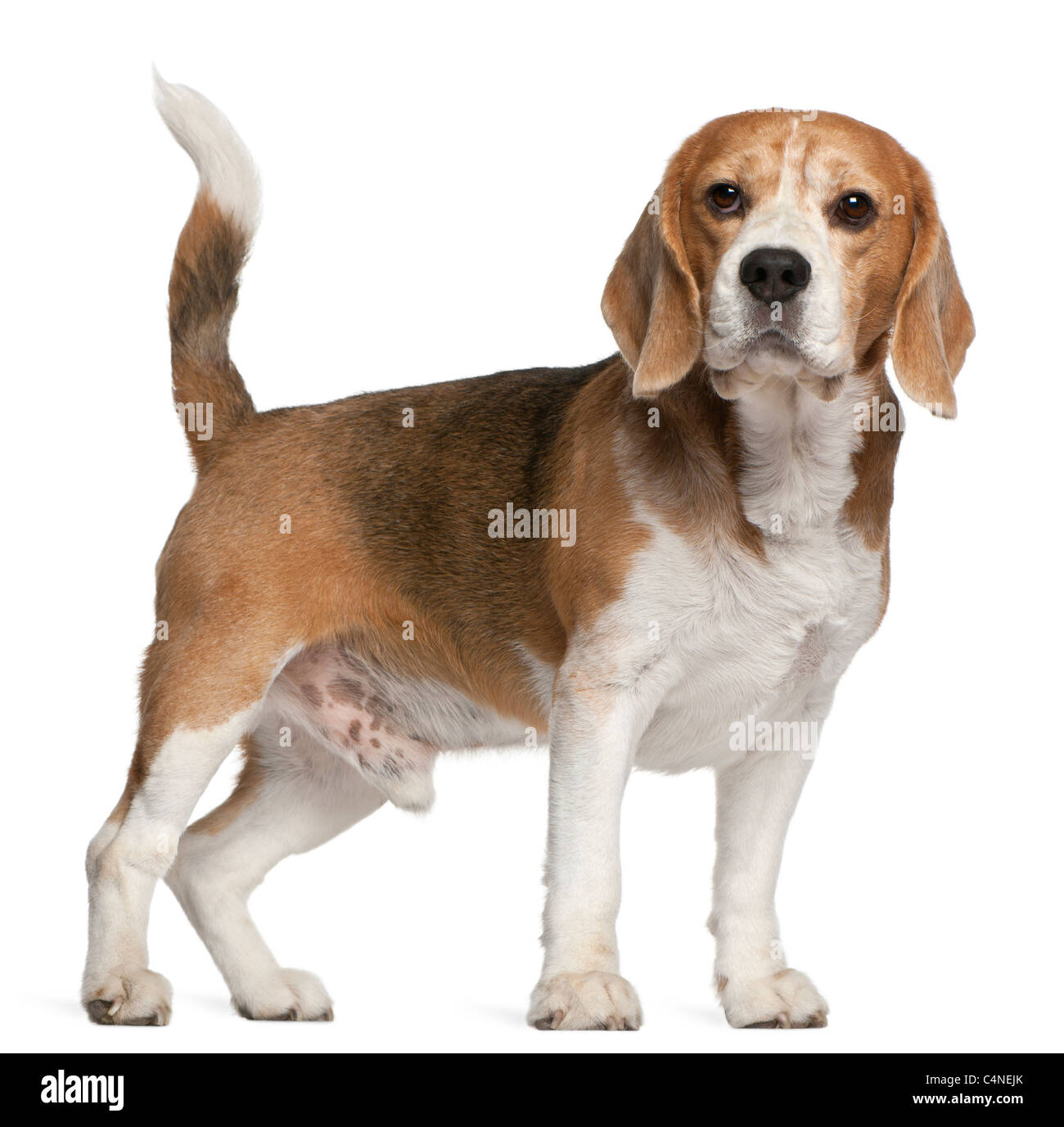 Beagle, 8 Jahre alt, steht man vor weißem Hintergrund Stockfoto
