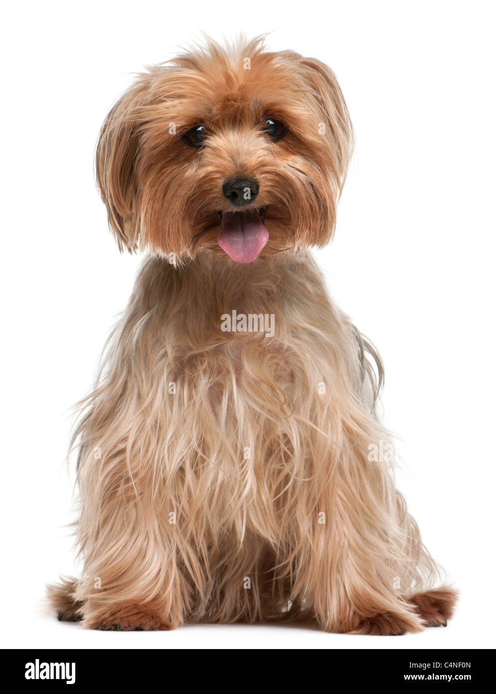 Yorkshire-Terrier, 14 Jahre alt, sitzt vor weißem Hintergrund Stockfoto