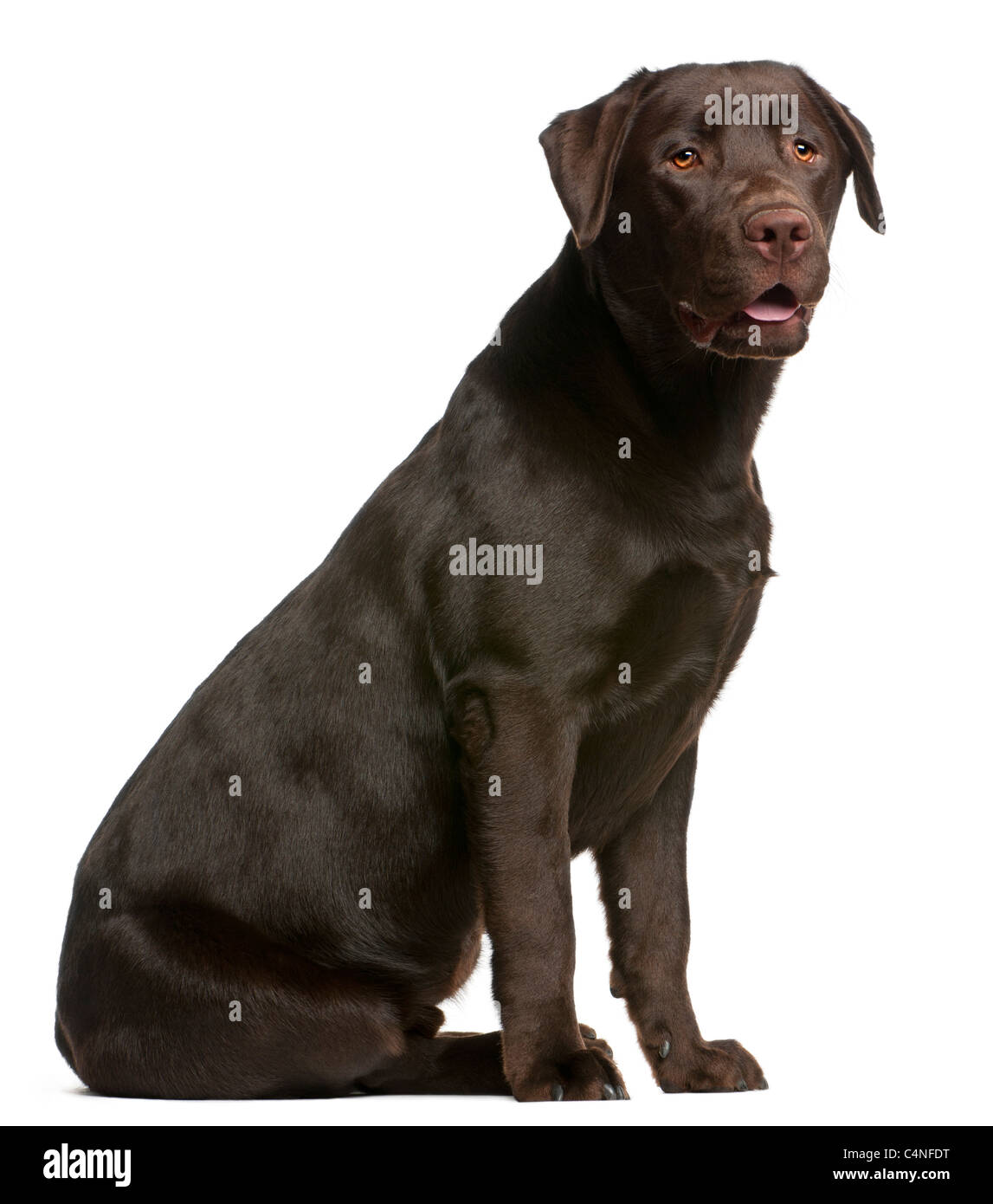 Labrador Retriever, 9 Monate alt, sitzt vor weißem Hintergrund Stockfoto