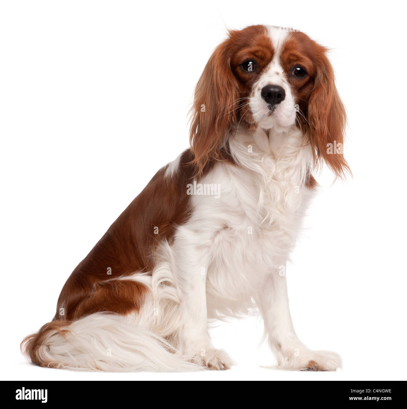 Cavalier King Charles Spaniel, 1 Jahr alt, sitzt vor weißem Hintergrund Stockfoto