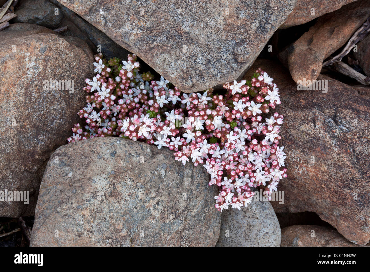 Englische Fetthenne, Sedum Anglicum, Mull, Schottland Stockfoto