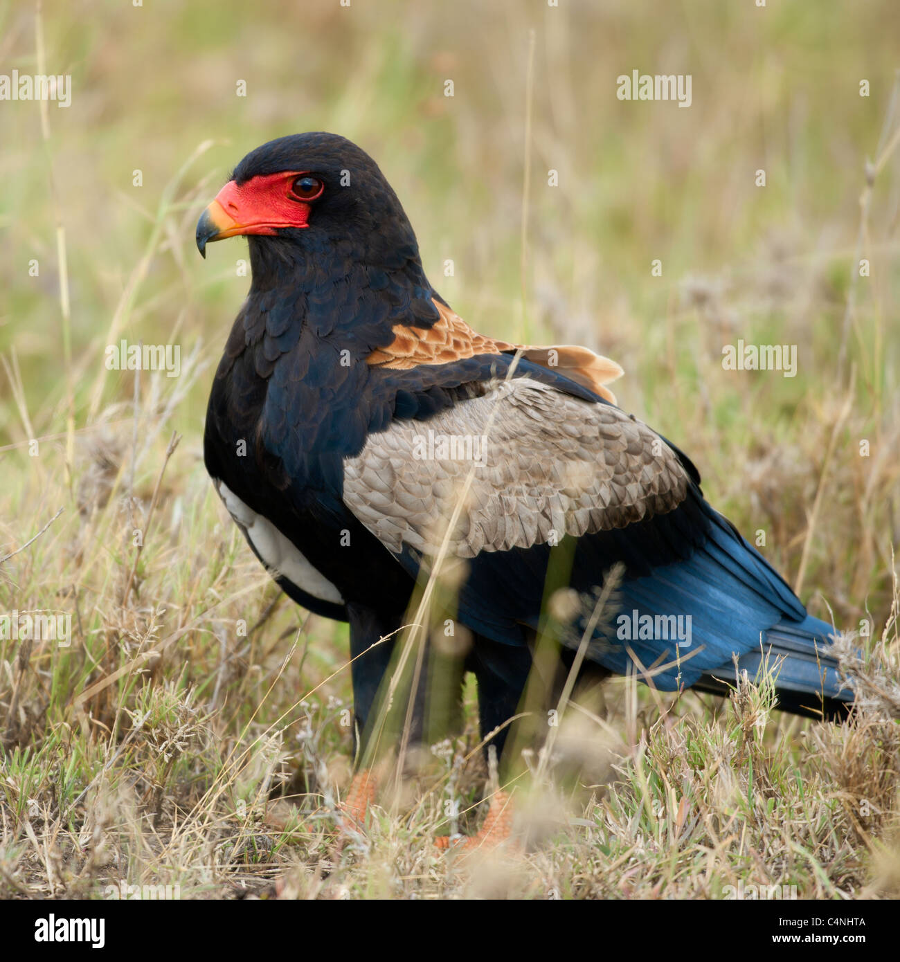 Bateleur, Terathopius Ecaudatus in Serengeti Nationalpark Tansania, Afrika Stockfoto